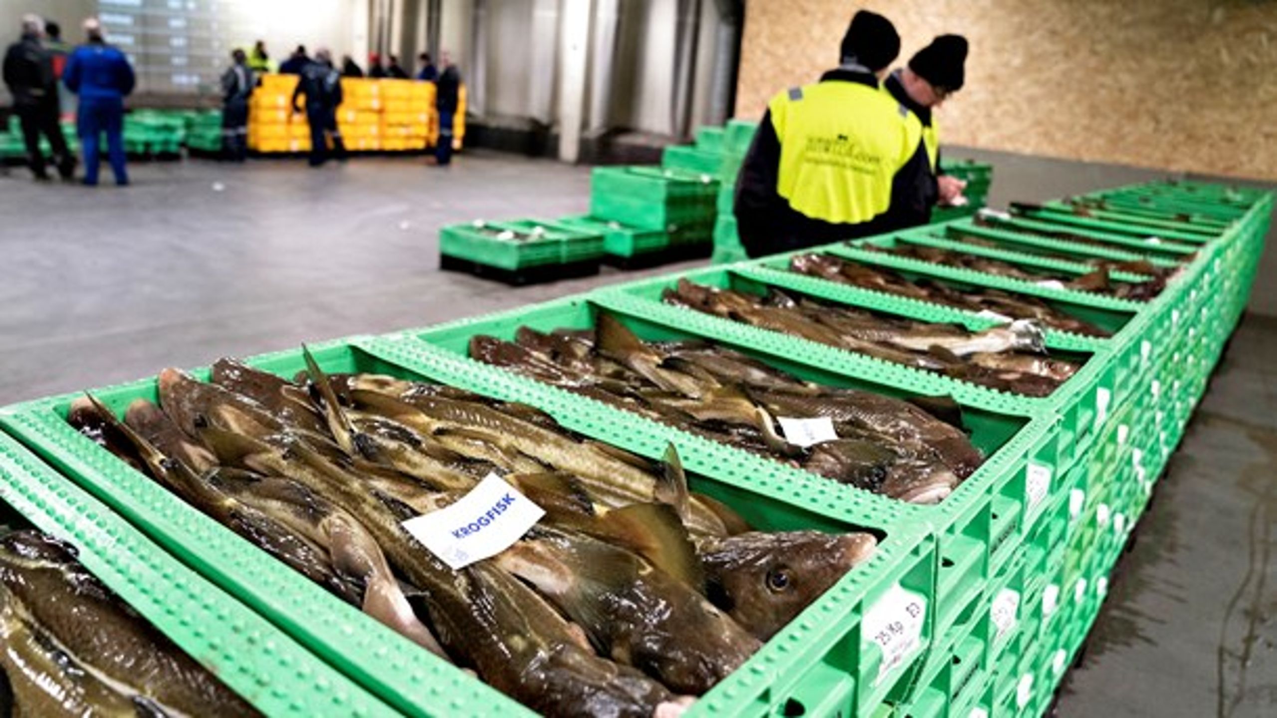 Når jeg støtter fiskeriministeren i kameraovervågning, er det, fordi det kan&nbsp;give et mere retvisende billede af hele fangsten og altså også bifangster som for eksempel torsk, skriver Maria Reumert Gjerding.