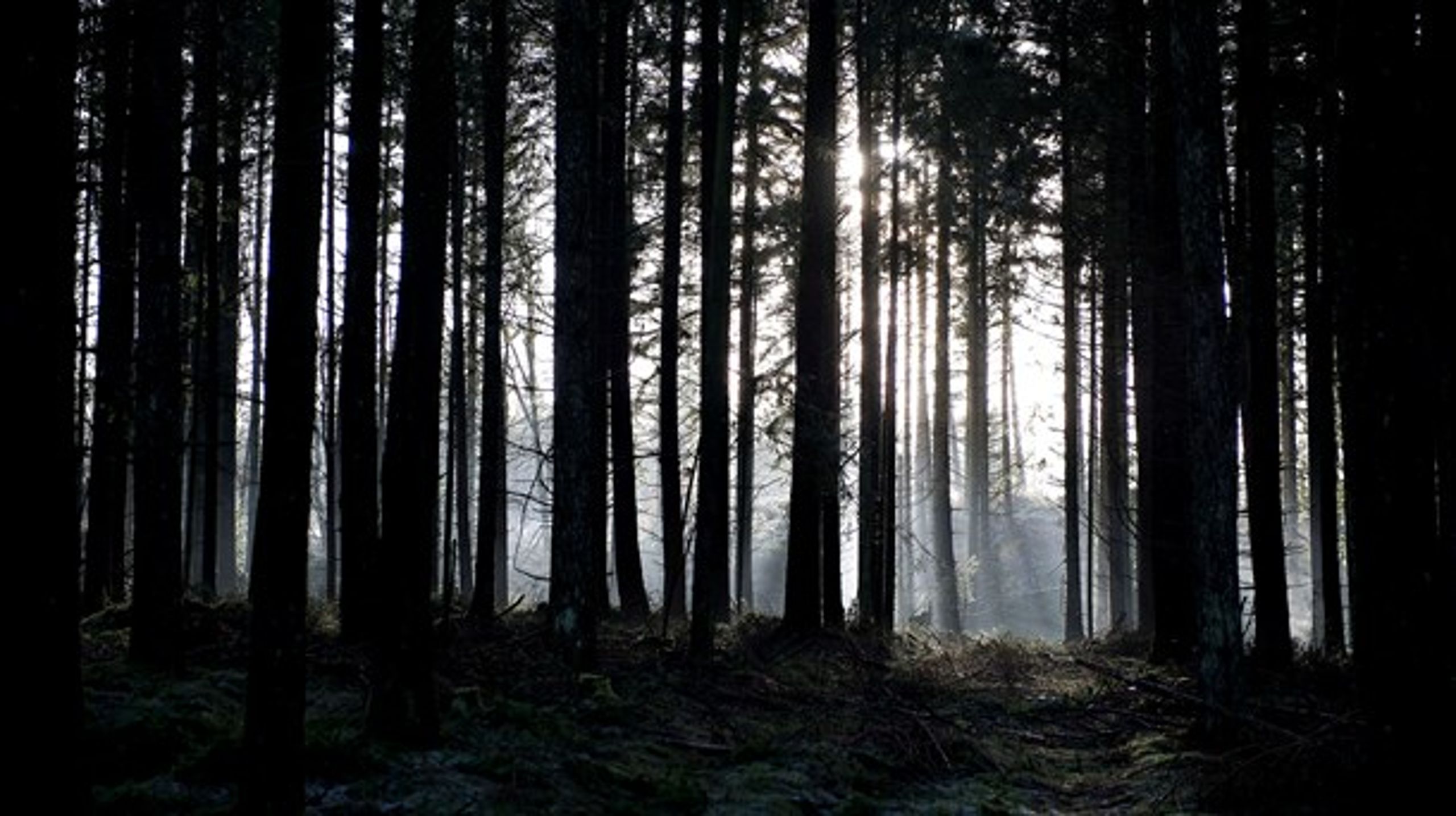 Træ er verdens mest klimavenlige råstof, skriver Karin Klitgaard fra DI.