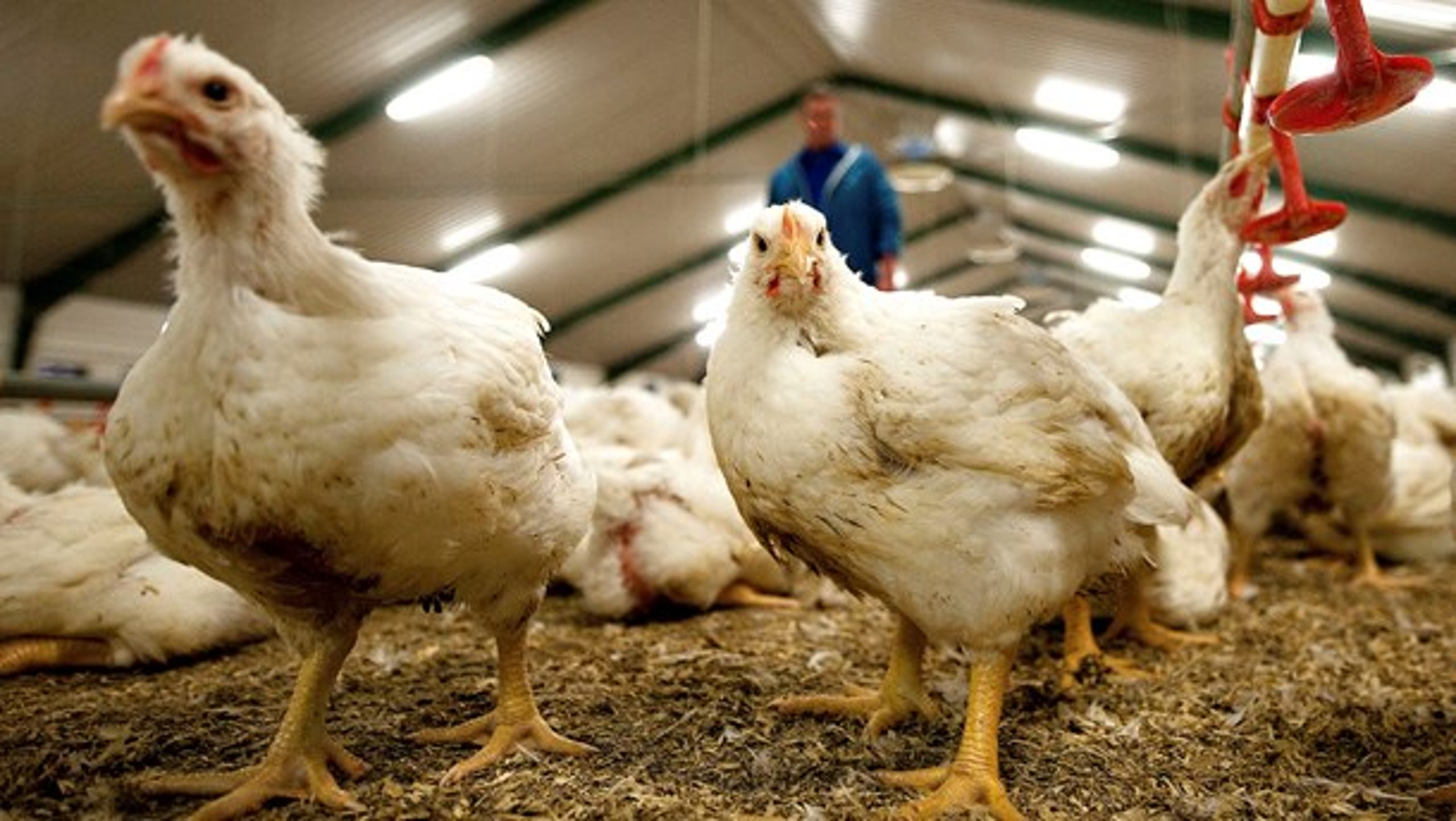 LIDL vil fra marts måned ikke længere sælge ferske&nbsp;kyllingevarer fra den markedsdominerende kyllingerace Ross&nbsp;308.