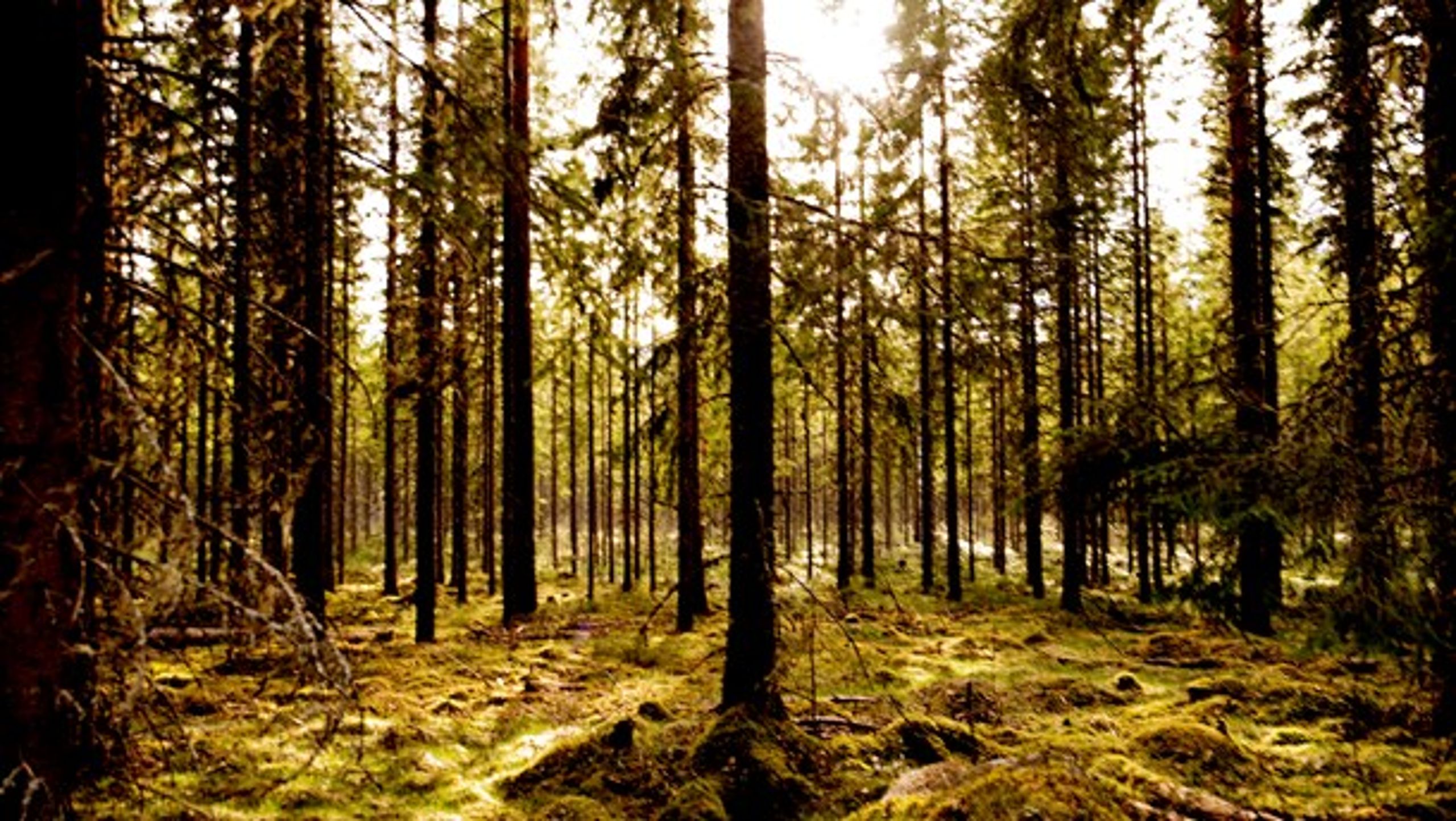 Mængden af skov, der lægges urørt, er ganske lille, skriver Stine N. Tuxen.