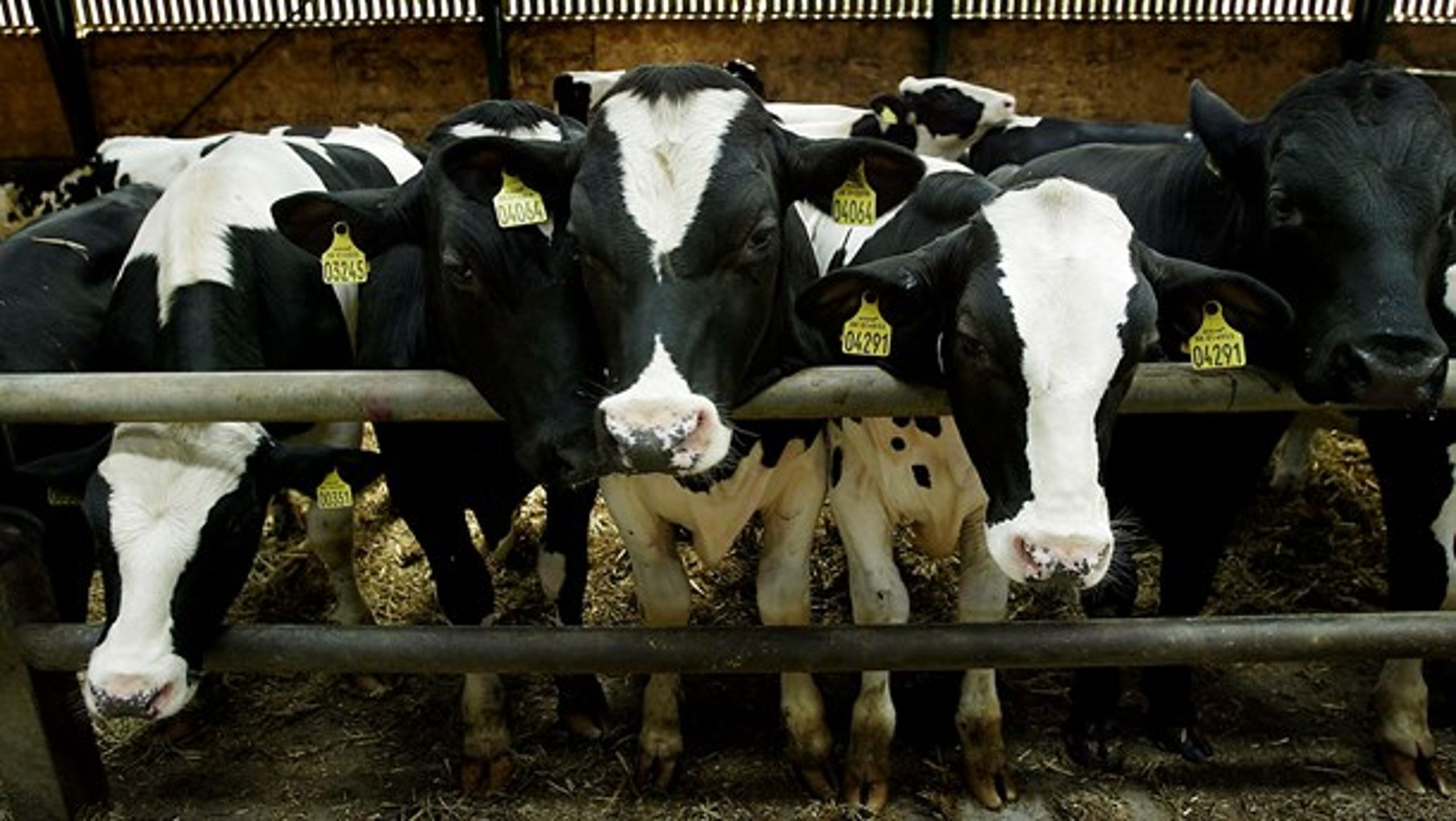 Dyrenes Beskyttelse håber, at et nyt kontrolkoncept vil føre til, at også kontrollen for kalve bliver øget.