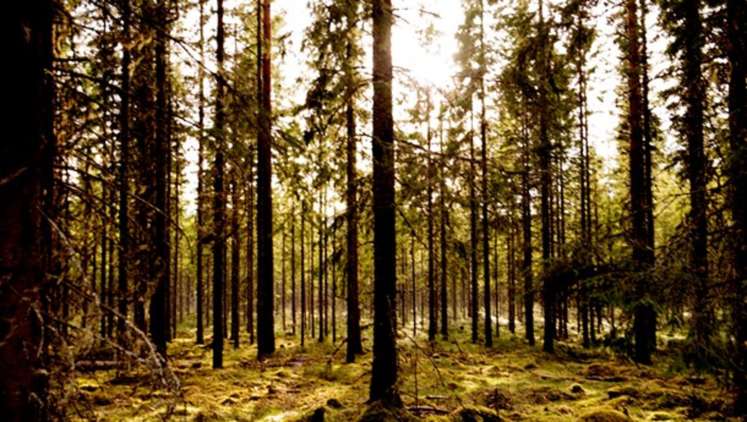 En fornuftig anvendelse af skovenes restprodukter er sundt for nationaløkonomien, antallet af arbejdspladser og for klimaet, skriver medlemmer af Træ til Energi.