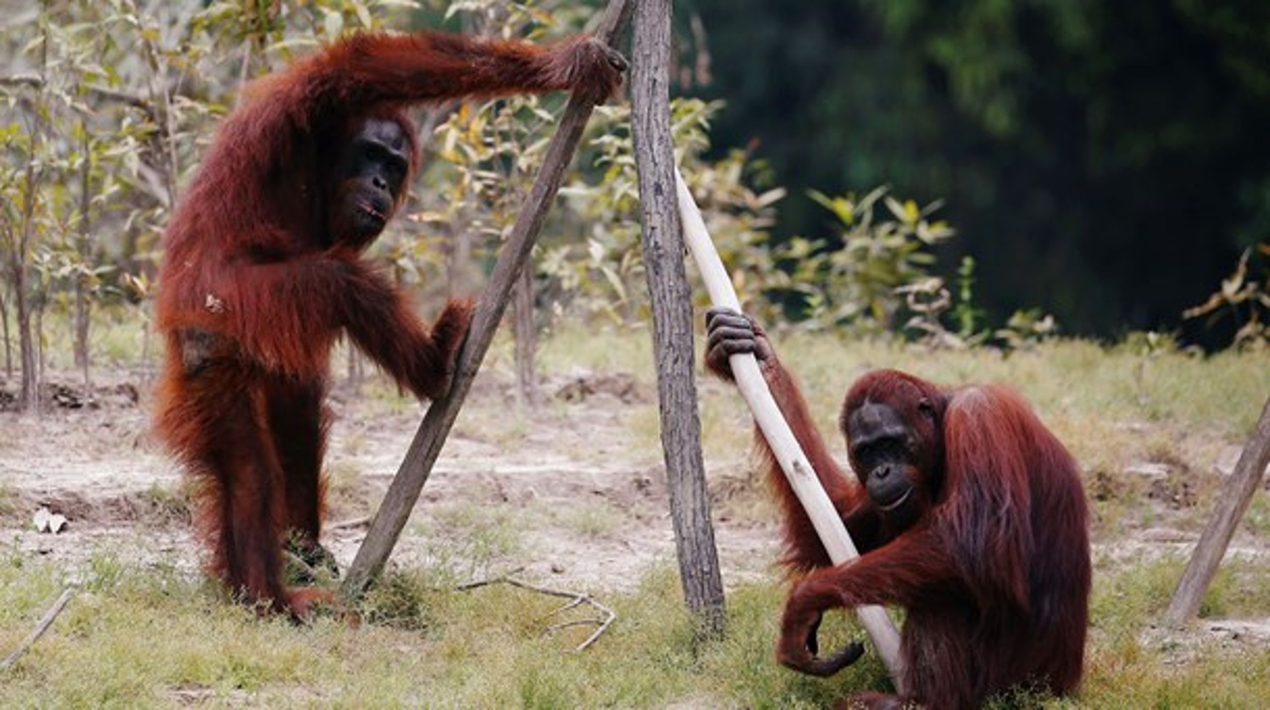Op mod 80 procent af orangutangens levesteder i Indonesien og Malaysia er gået tabt de seneste fire årtier. Beskyttelse af naturen er altafgørende,&nbsp;skriver Hanne Gürtler.