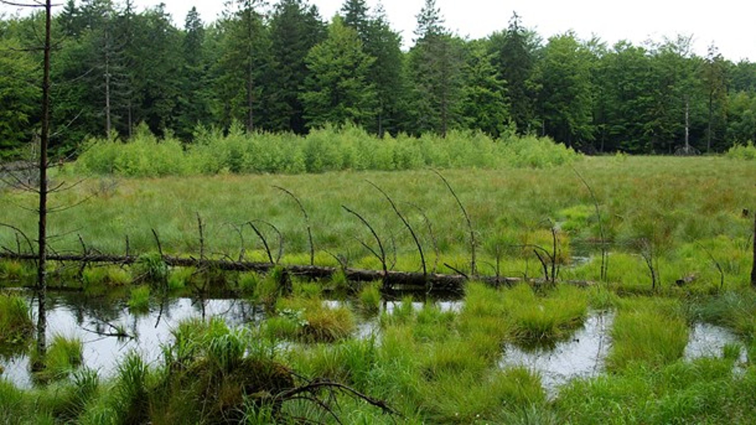 Gribskov bliver en af landets to første naturnationalparker.