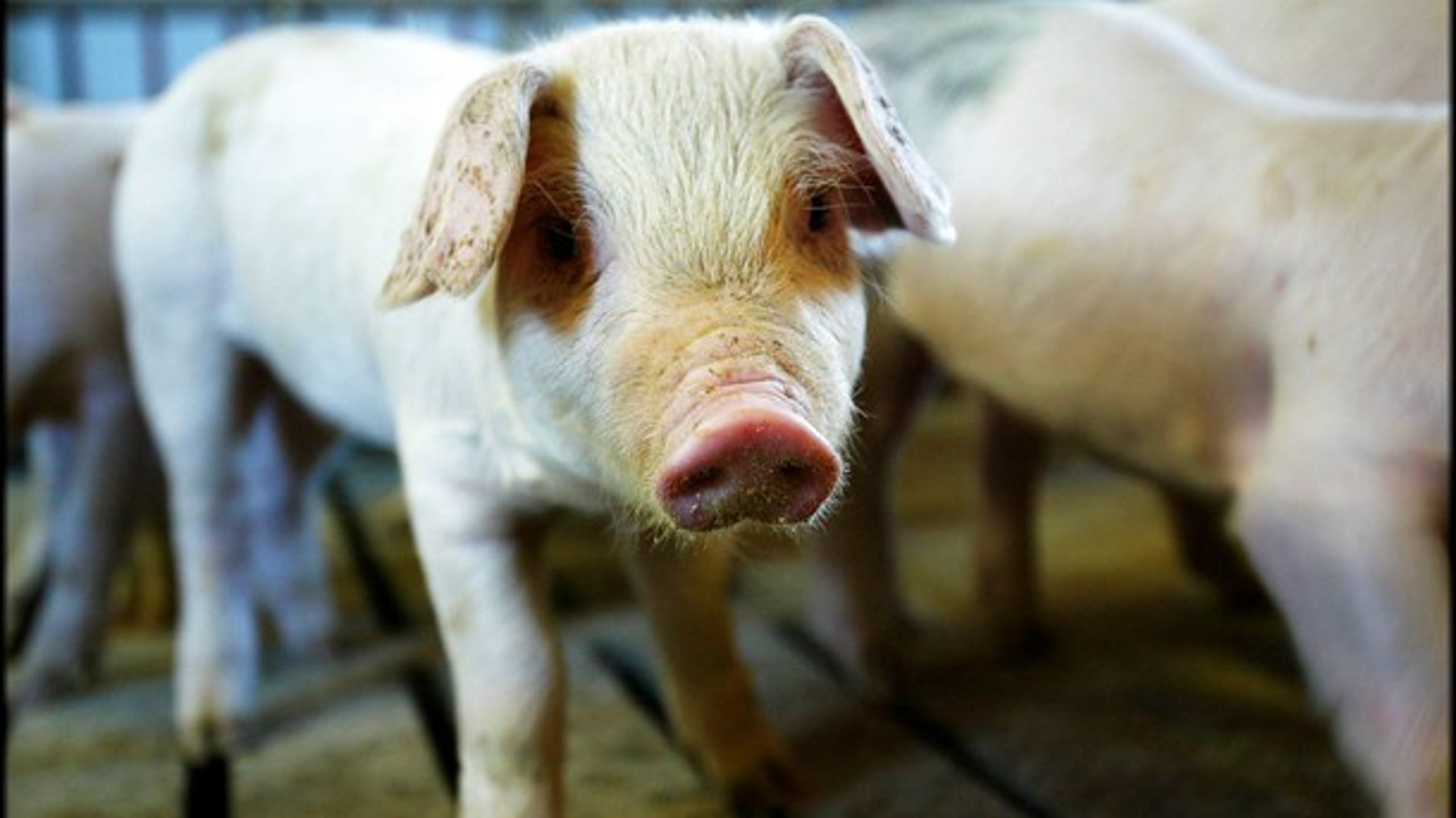 Udkast til nye indvendige højdekrav for grisetransporter udskydes.