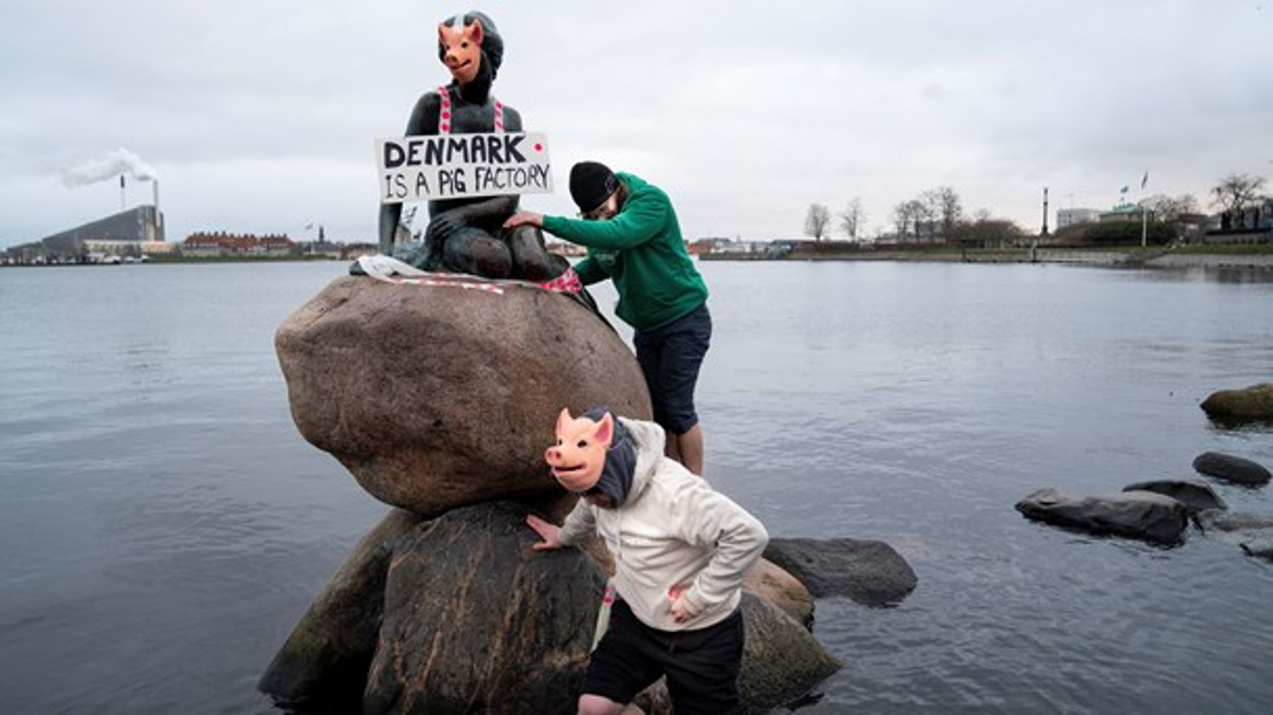 Veganerpartiet har klædt Den Lille Havfrue ud som en gris for at protestere imod pladsforholdene i den danske svineproduktion.