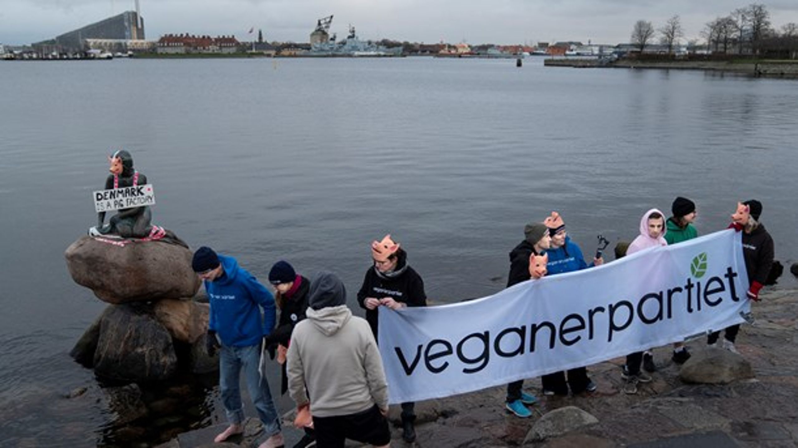 Veganerpartiet til en happening ved Den Lille Havfrue, som en protest mod pladsforholdende i den danske svineproduktion.