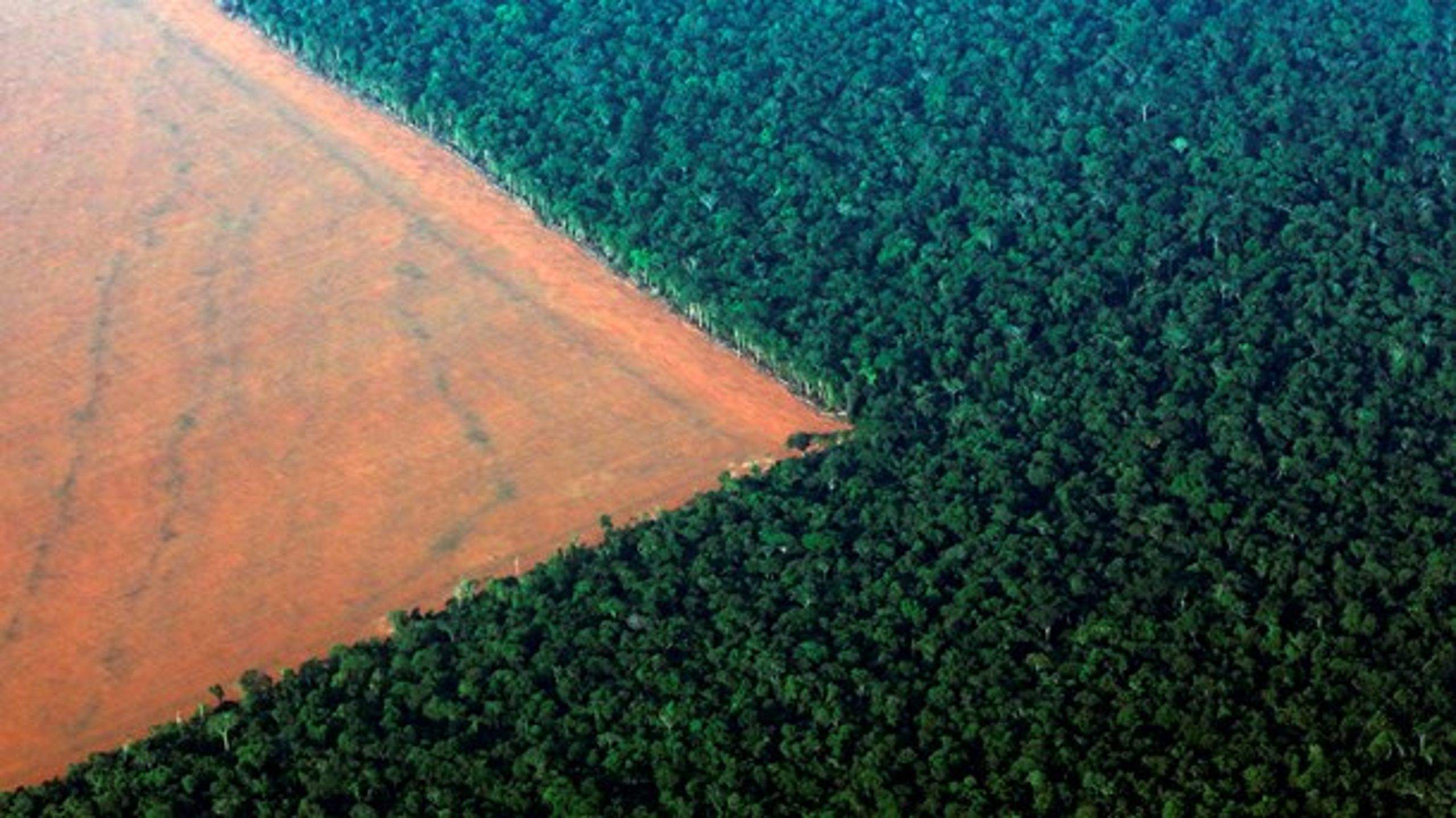 Bevarelse af skovene kan løse klima-, fattigdoms- og biodiversitetskrise på én og samme tid, skriver Verdens Skove.&nbsp;