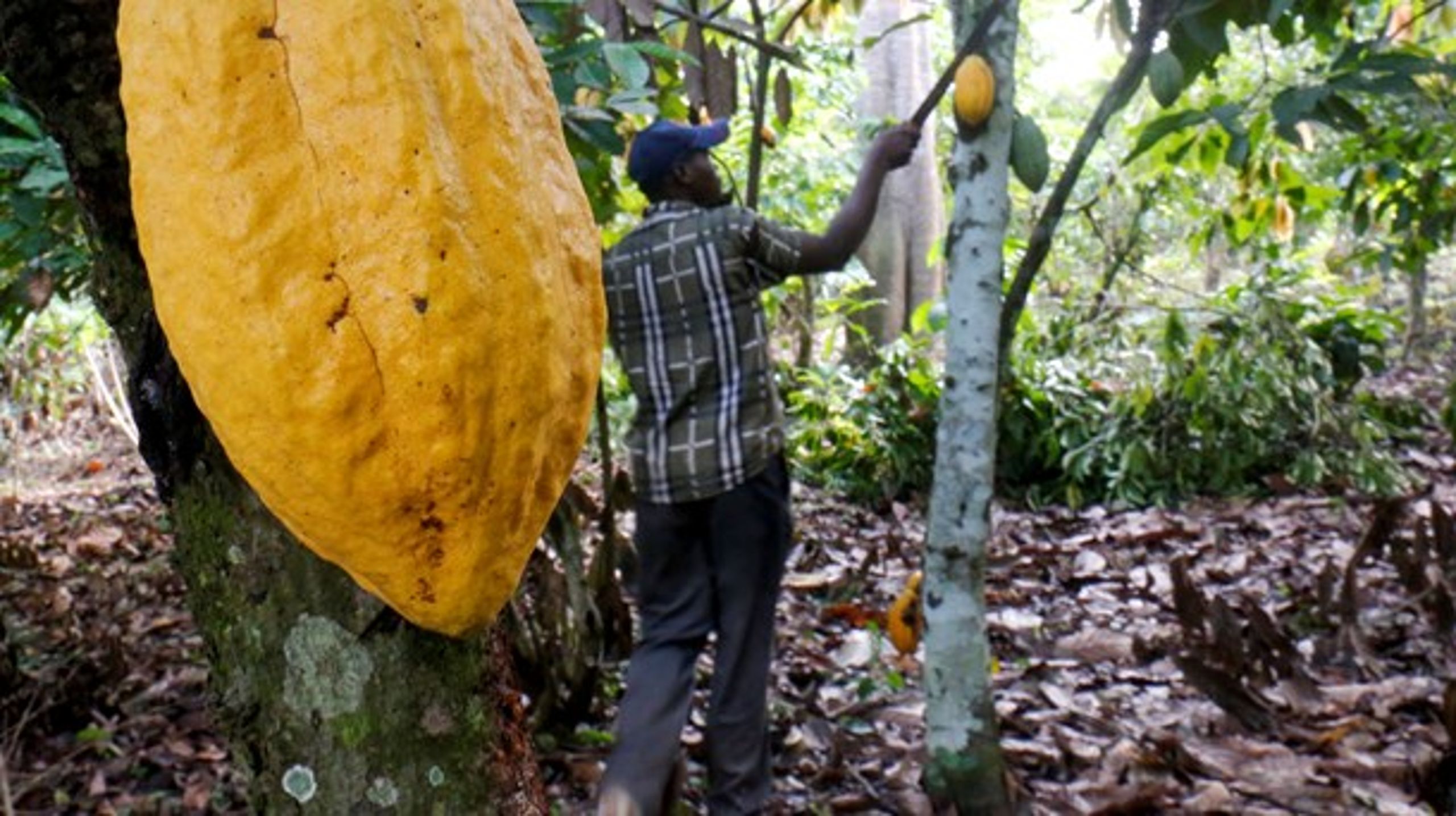 Ansatte på kakaofarme i Vestafrika kæmper stadig med elendige arbejdsforhold, skriver kakaodirektør Frank Homann.
