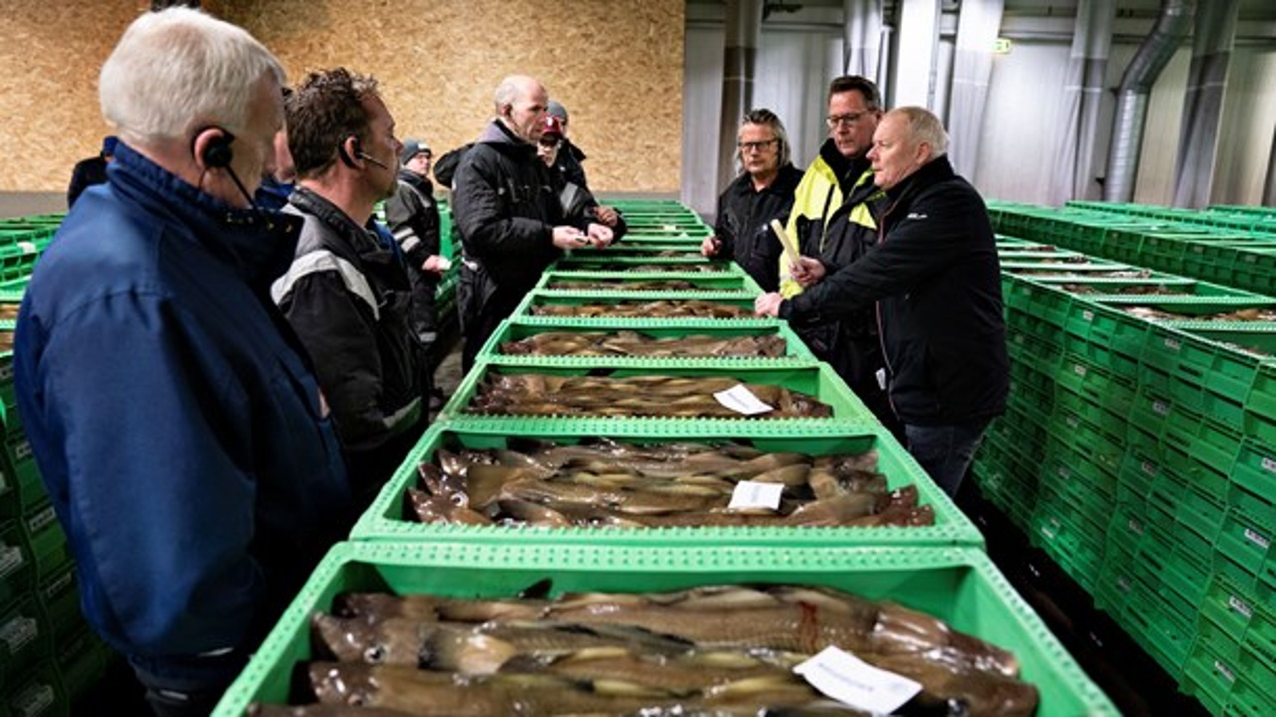 Øget overvågning kommer ikke til at redde torsken, skriver&nbsp;Sofie Smedegaard Mathiesen fra Danmarks Fiskeriforening.&nbsp;