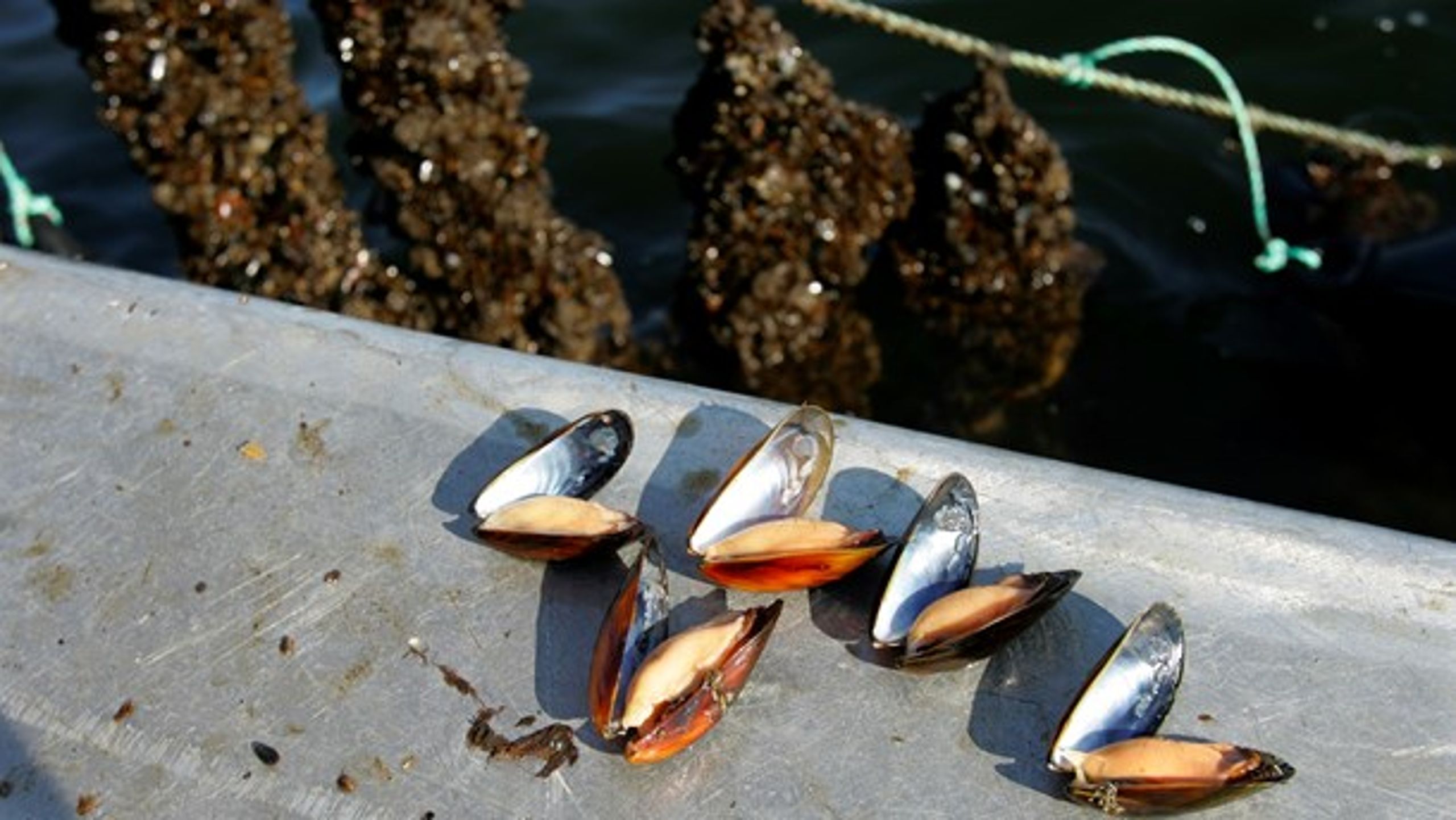 Det faglige grundlag og effekten af muslingeopdræt som marint virkemiddel er biologisk og teknisk dokumenteret, mener Dansk Akvakultur.