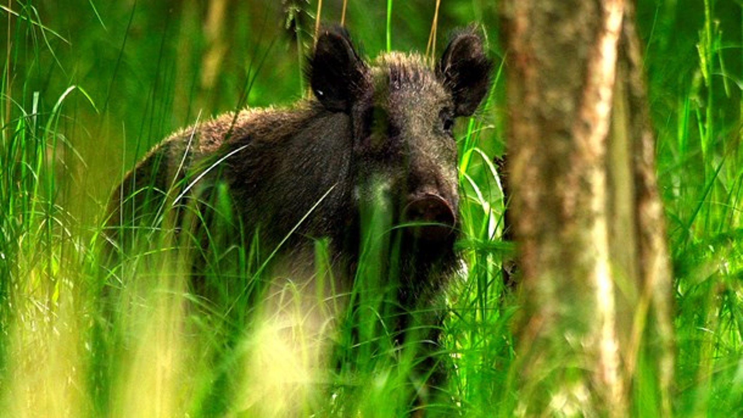 I Tyskland er der blevet bekræftet et enkelt tilfælde af afrikansk svinepest hos et vildsvin.