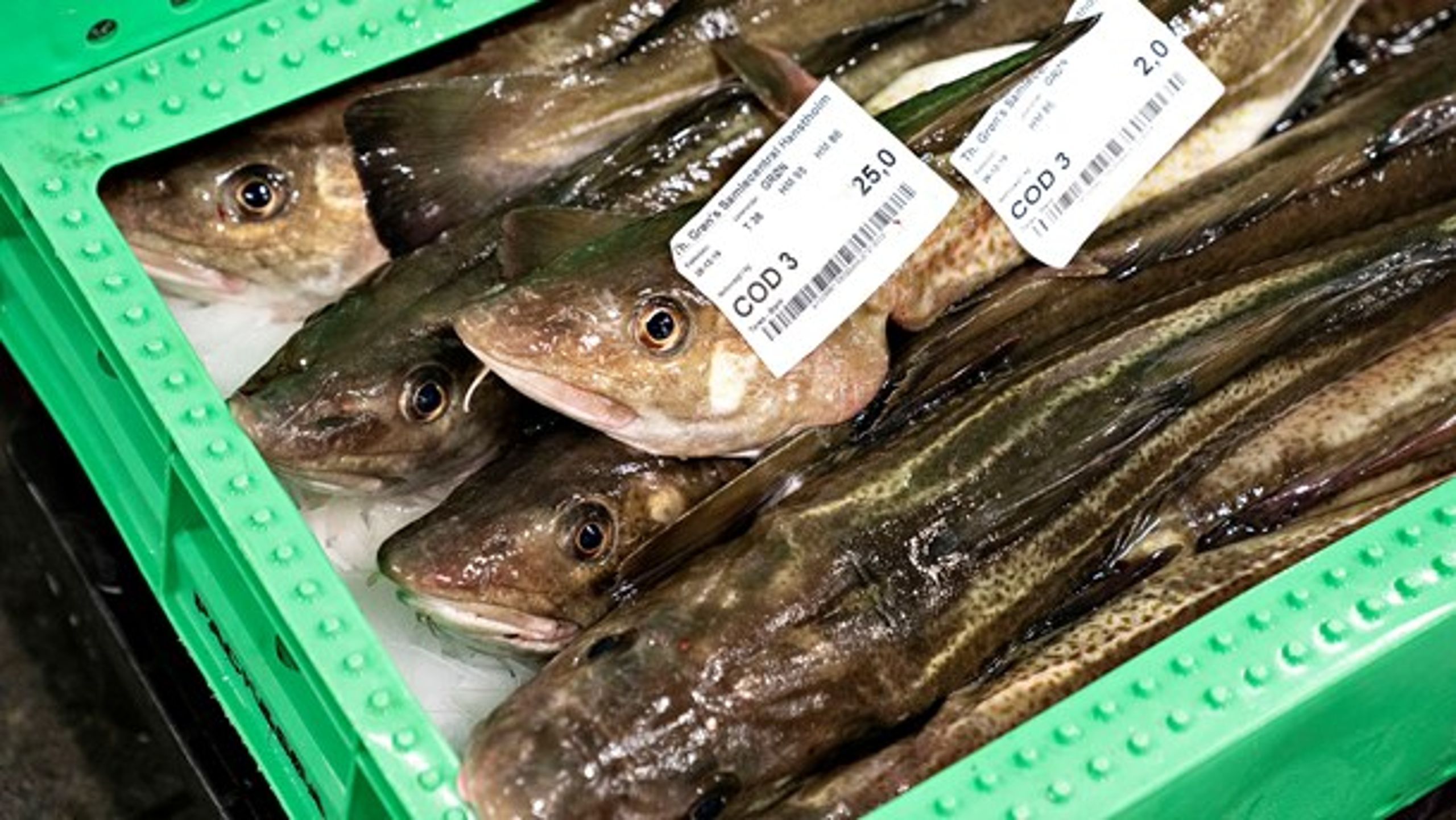 Bestandene af torsk har det skidt både i den vestlige og østlige Østersø, hvorfor EU nu vil hjælpe fiskere ud af erhvervet.&nbsp;