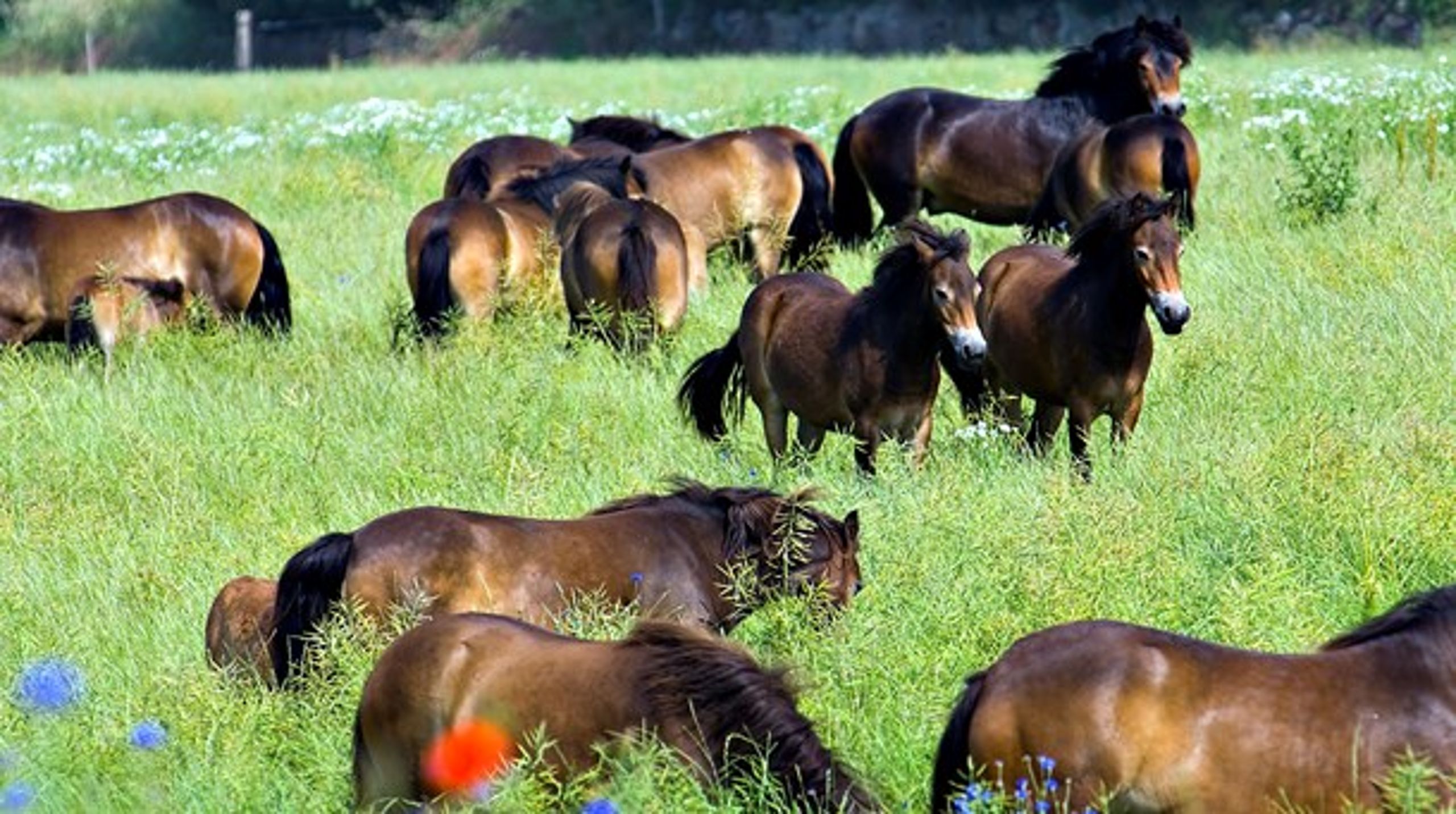 Vilde heste er sat ud ved Bagekop på Langeland.