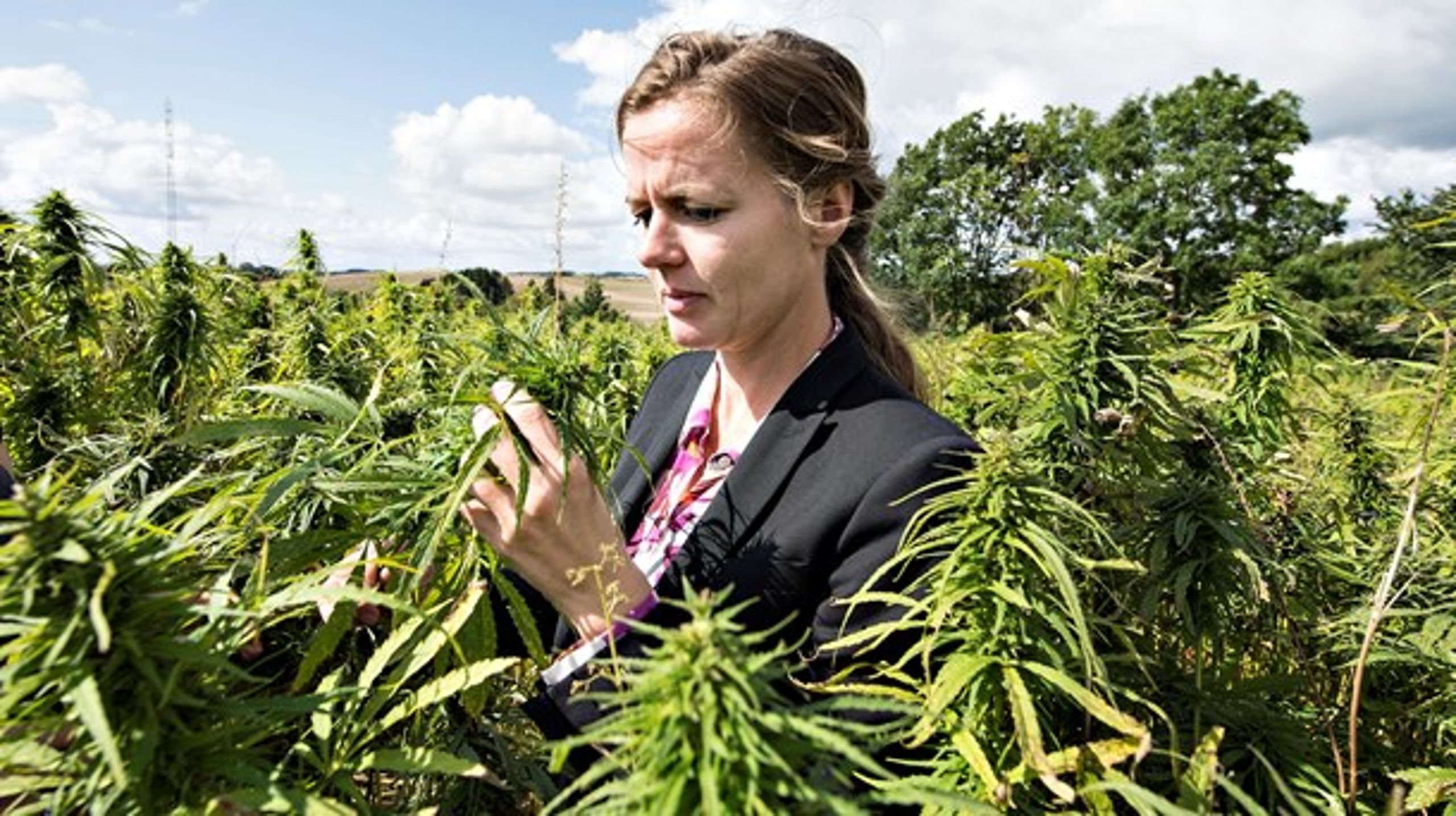 Tidligere sundhedsminister Ellen Trane Nørby (V) stod bag forsøgsordningen med medicinsk cannabis. Her besøger hun en hampemark.&nbsp;