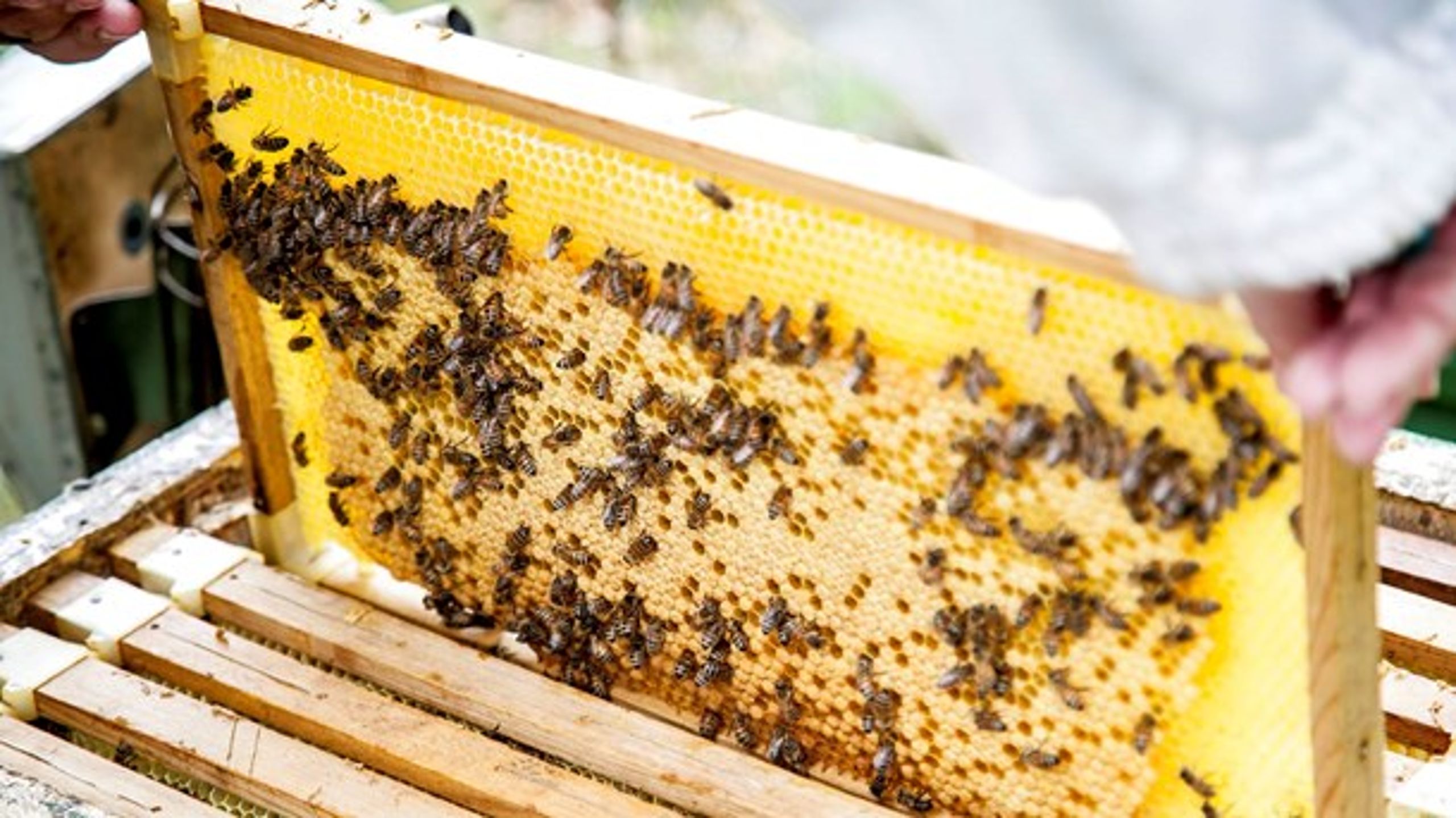 Fødevareministeren ønsker særlige danske regler for oprindelsesmærkning af honning, indtil EU har fremlagt nye regler for mærkningen.&nbsp;