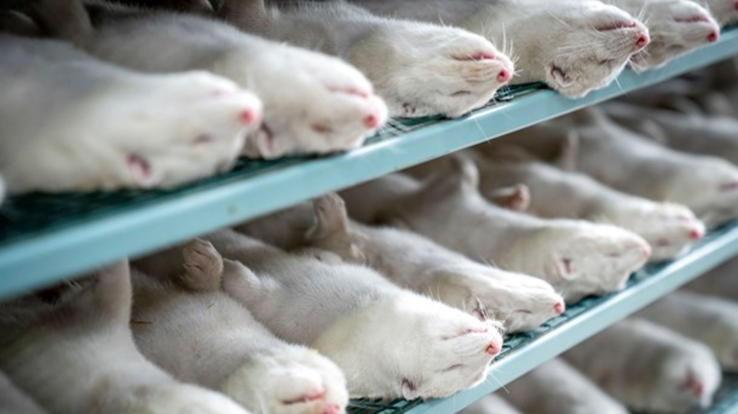 EU's sundhedsagentur udkommer torsdag med en sundhedsrapport om mutationer i danske mink.