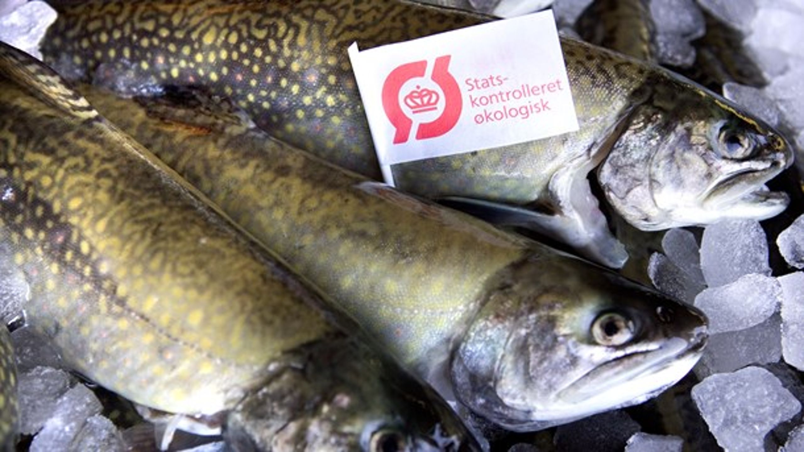 Den danske produktion af økologiske fisk er, på trods af stigende efterspørgsel, faldet fra 2015 til&nbsp;2019, skriver Dansk Akvakultur og L&amp;F.
