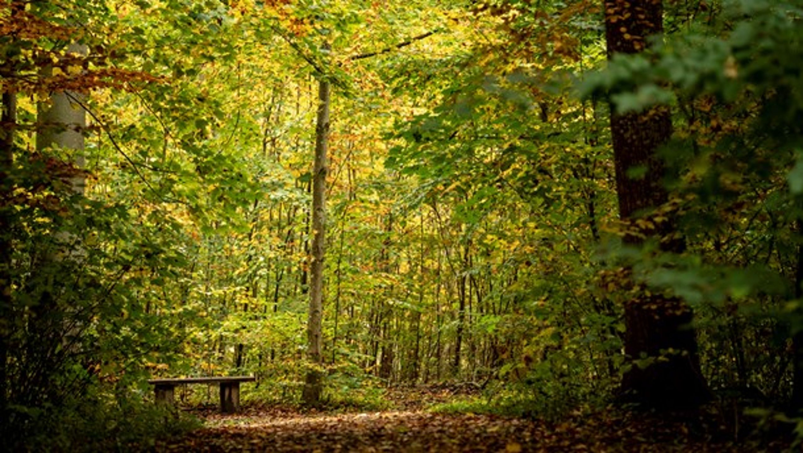 Varieret skov kan beskytte nåletræsbevoksninger mod&nbsp;storme eller massive bille- og svampeangreb, skriver skovbrugschef og skovrider.