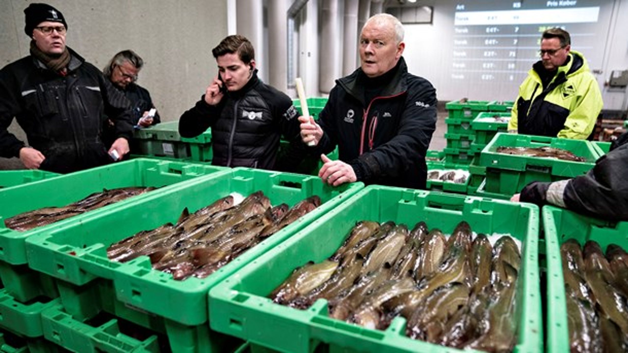 Nytårstorsk under hammeren på Hanstholm Fiskeauktion sidst i december. I det nye år er skotske fiskeres interesse i at få solgt fisk her steget betydeligt.