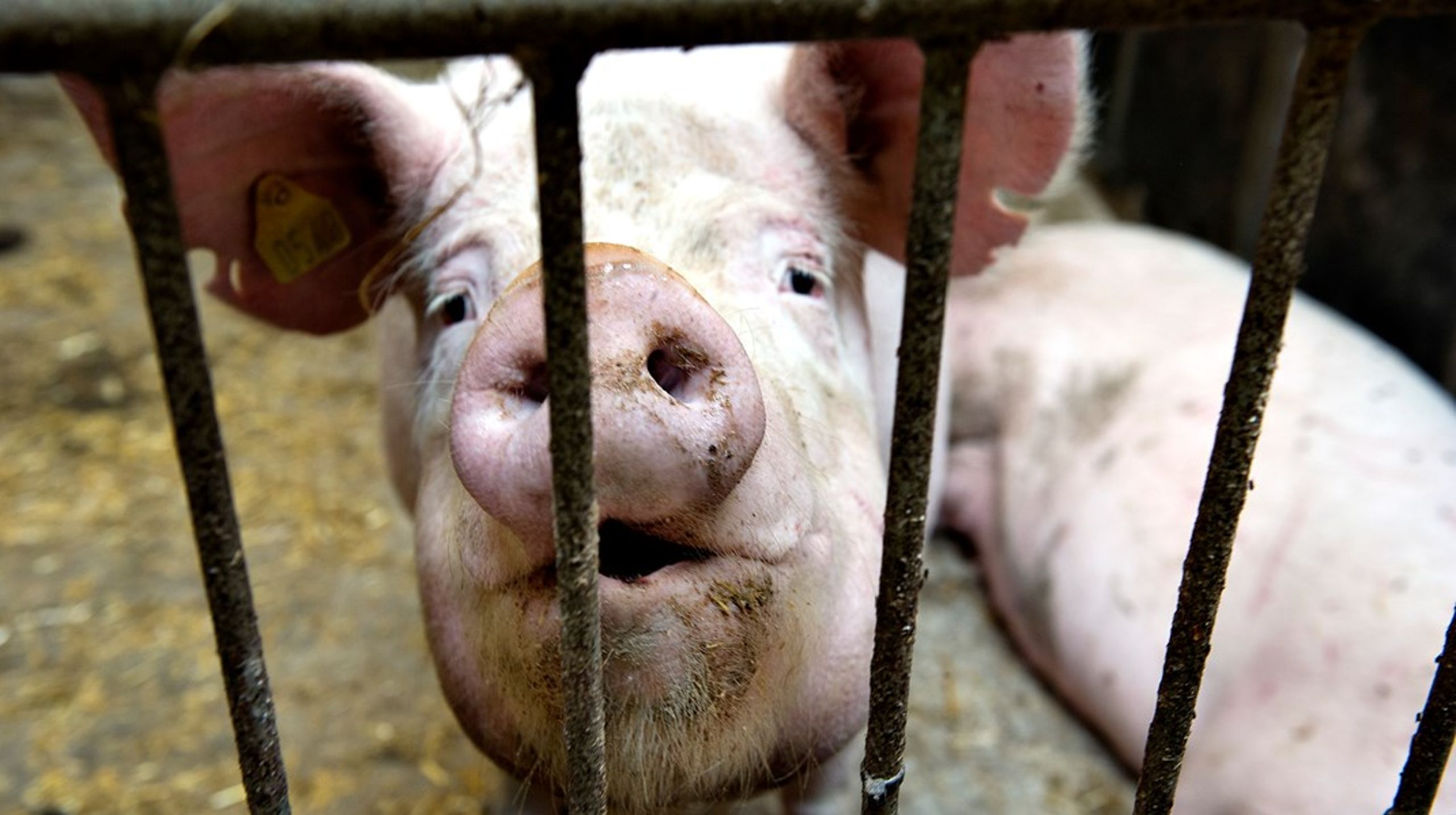 I fremtiden vil indtjeningen på svinekød falde, skriver lektor Christian Bugge Henriksen.