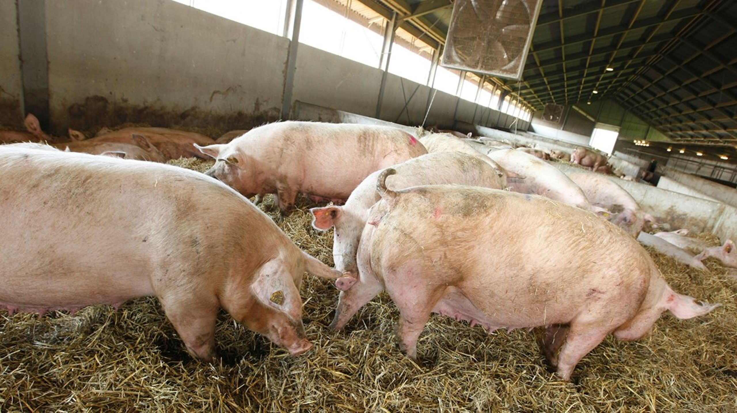 Holland har et mål om at reducere antallet af grise fra 12 til 10,5 millioner.