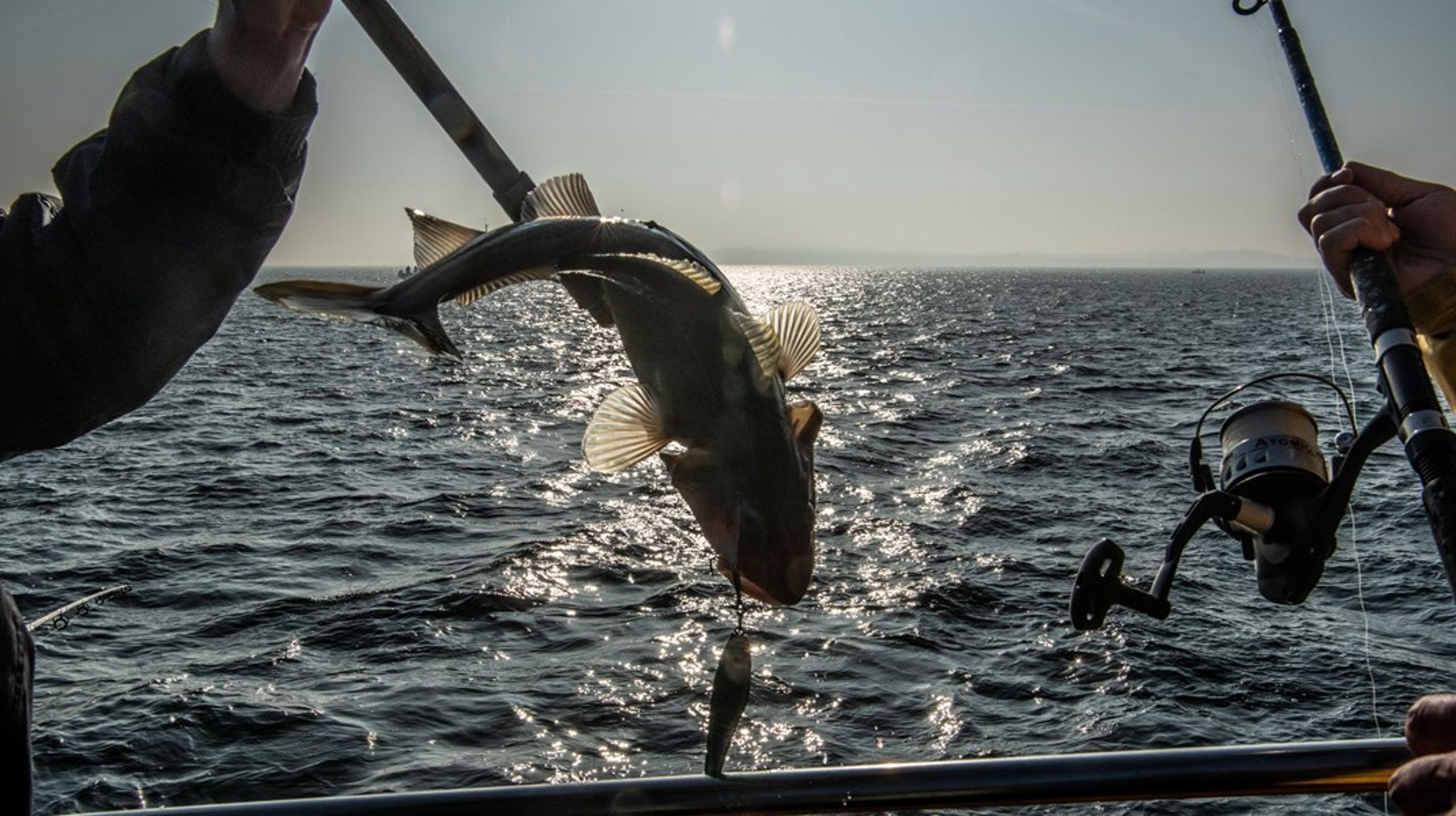 Vi kystfiskere er de første, der opdager, når fiskene forsvinder, skriver Søren Jacobsen.