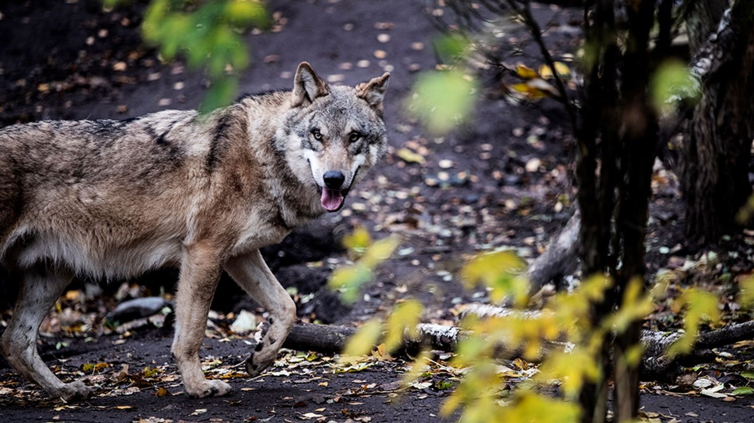 "Jeg tror ikke et øjeblik på, at der føres nogen form for troværdig statistik over illegale ulvedrab i en lille hård kerne af vrede vestjyske jægere," skriver jæger&nbsp;Jens Ulrik Høgh.
