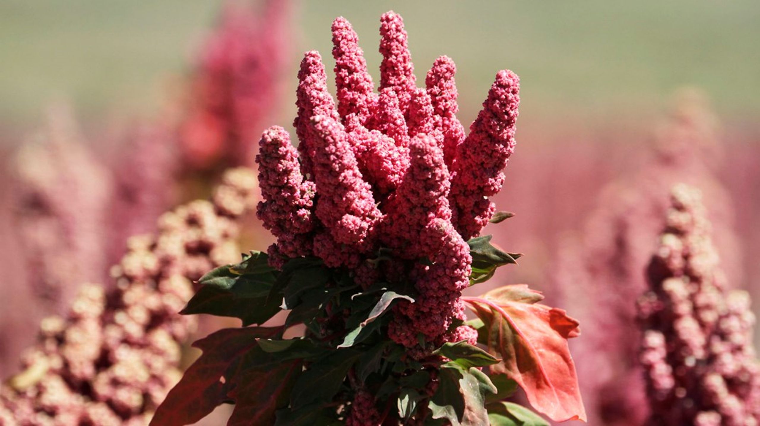 Den proteinrige quinoa er en af de plantebaserede fødevarer, som har fået en del opmærksomhed de seneste år, og som flere danske landmænd allerede i dag producerer.