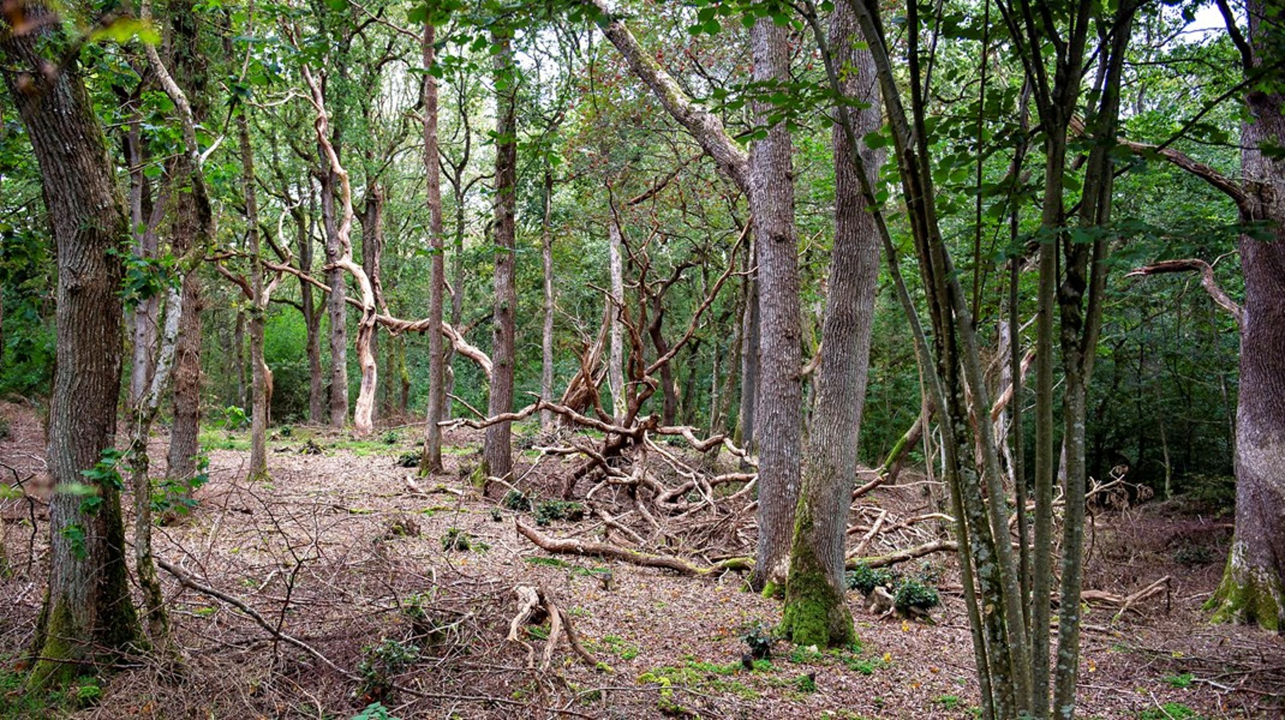 Klimaeffekten af urørt skov med over 200 år gamle træer er vurderet til at være mindst en tredjedel for høj, skriver Per Gundersen.