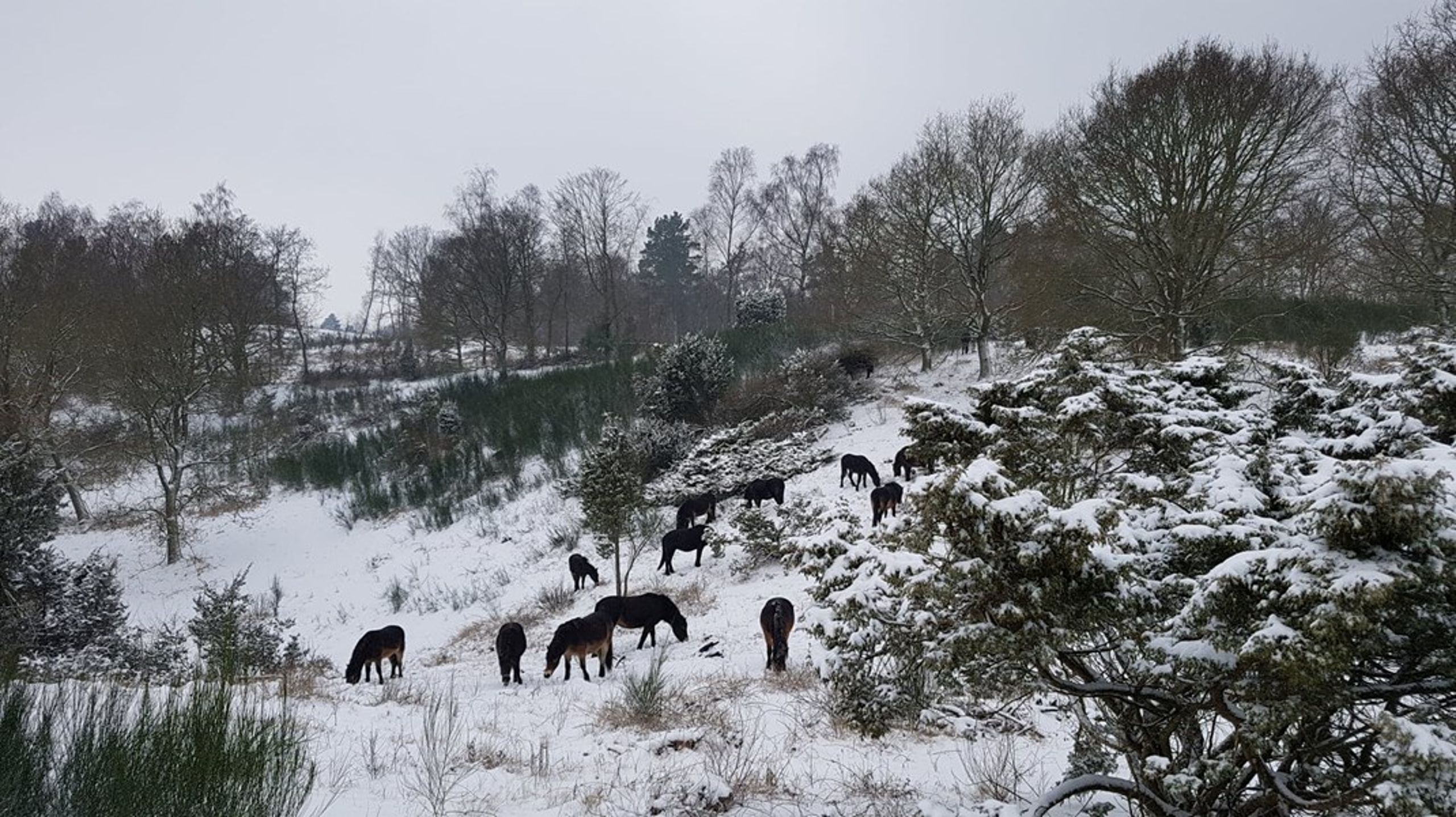 Det lader til, Dyrenes Beskyttelse vil aflive dyr inden vinterens komme, skriver Rasmus Ejrnæs.