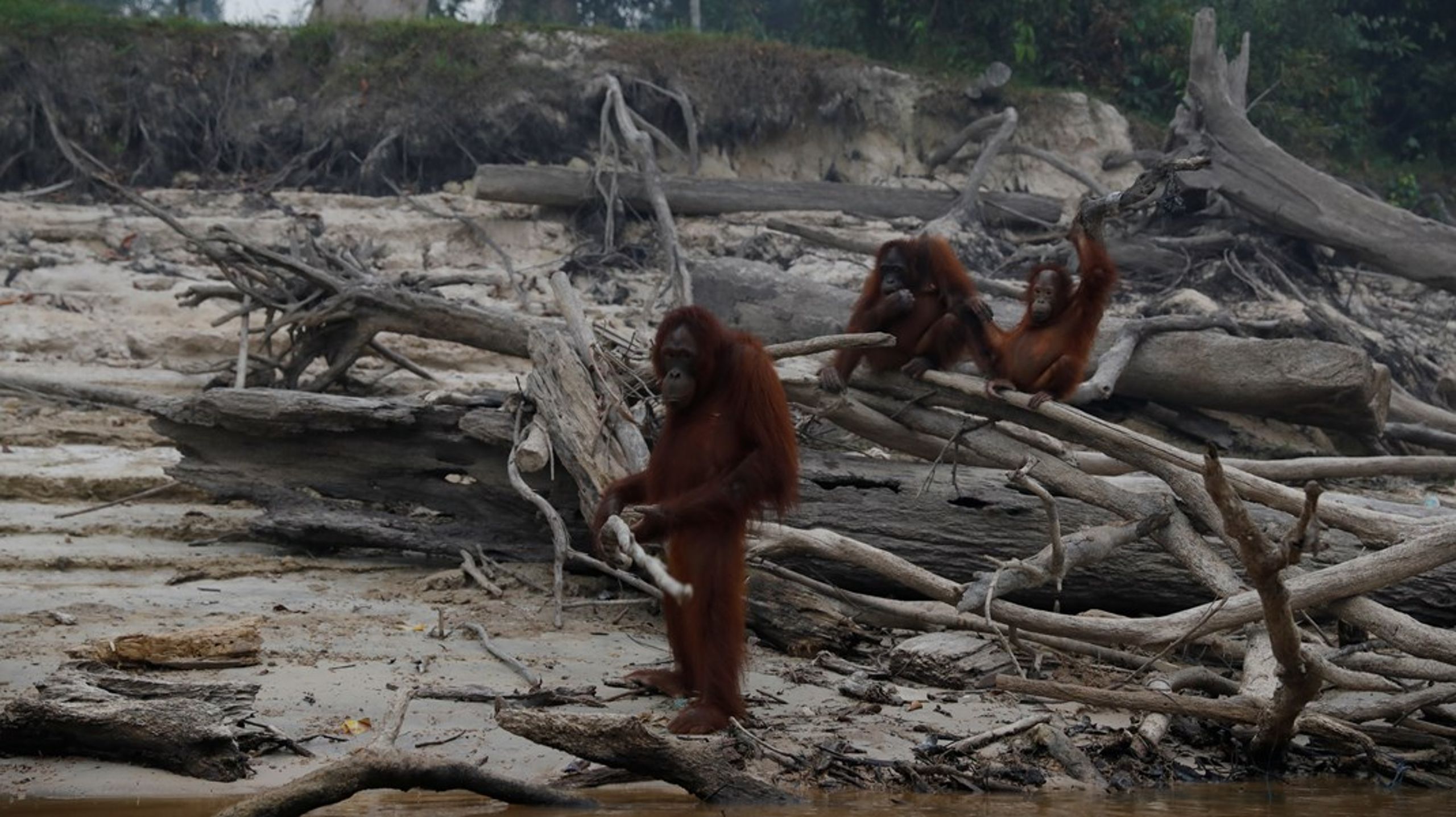 Fortsætter rydningen af skovene i blandt andet Indonesien, mister vi tusindvis af unikke arter med vigtige funktioner for økosystemerne, skriver Hanne Gürtler.
