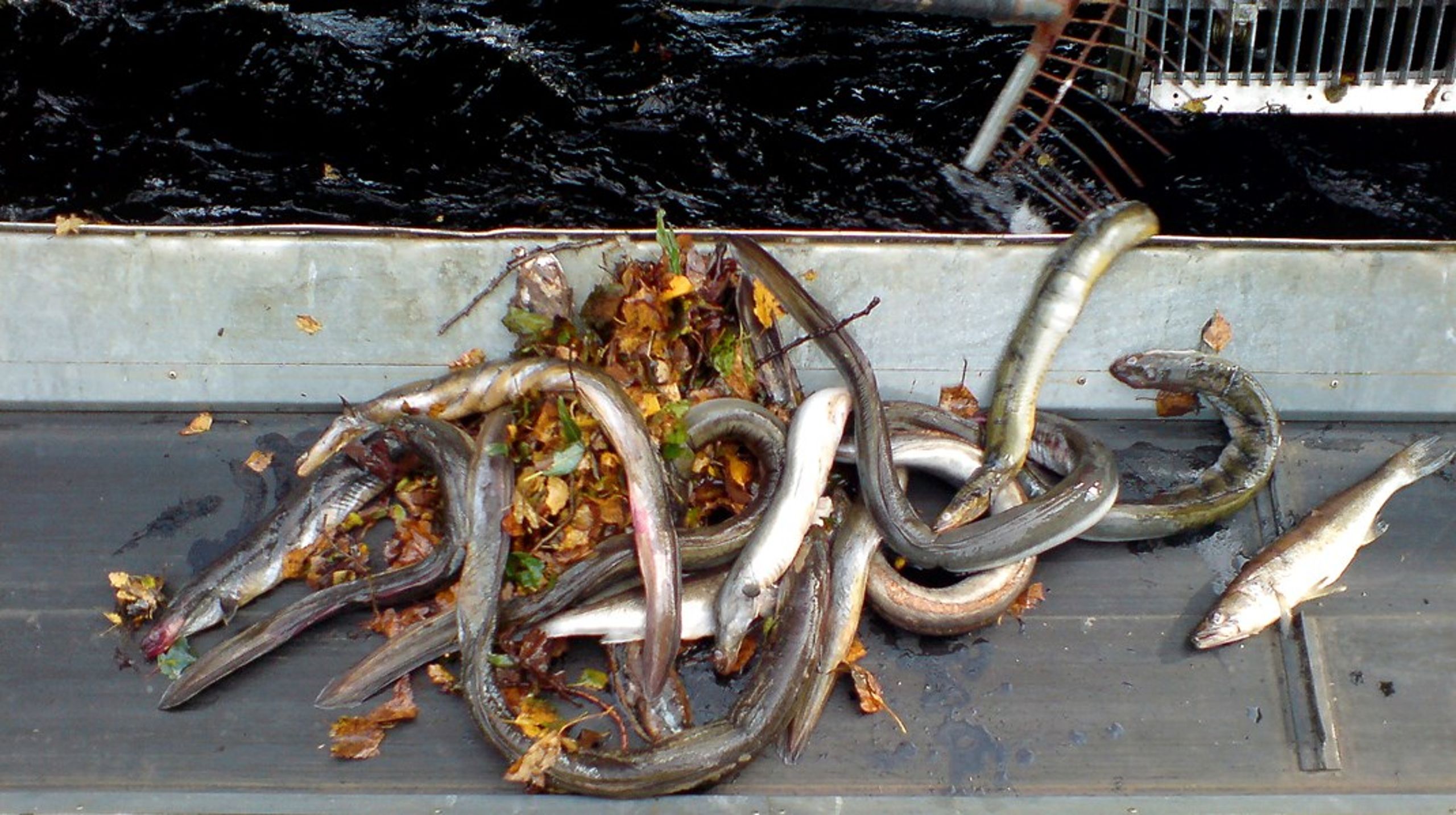 Danmark skal komme ind i kampen for ålens overlevelse. Vi skal lukke for ålefiskeri fra september til november, og fritidsfiskeri af ål skal forbydes helt, skriver&nbsp;Cathrine Pedersen Schirmer.