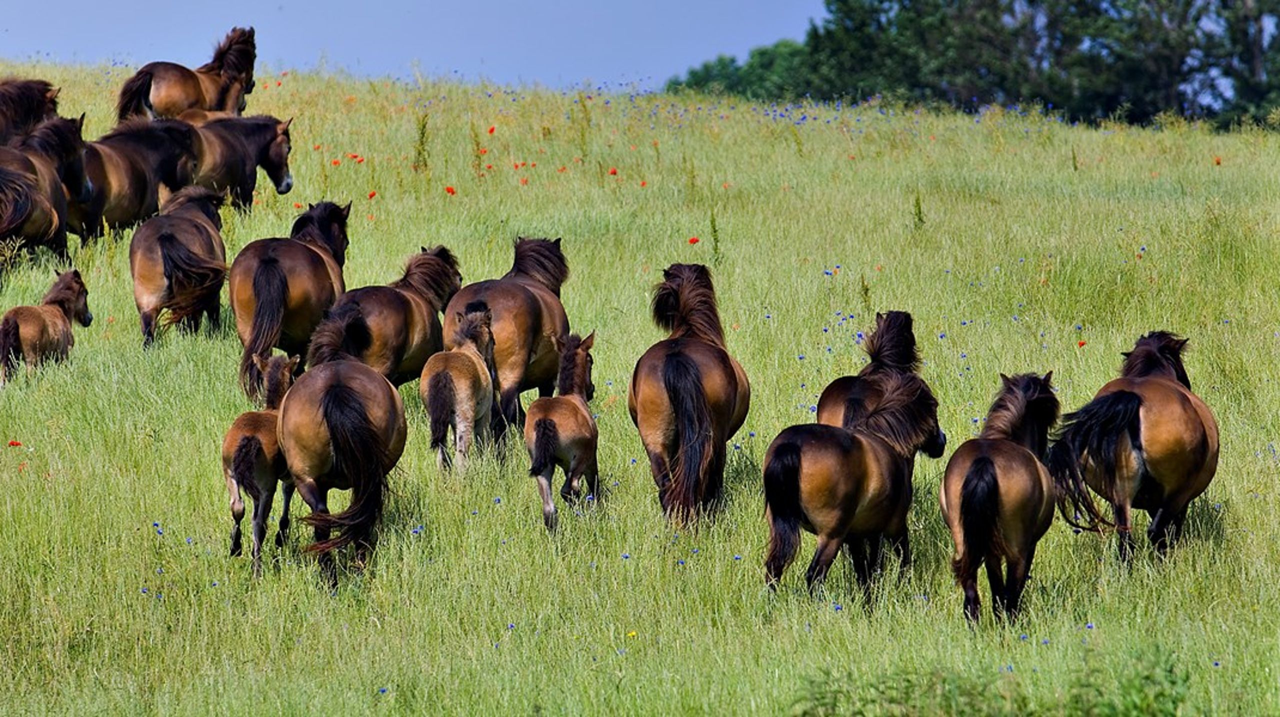 En gruppe vilde heste, der er sat ud på Langeland.