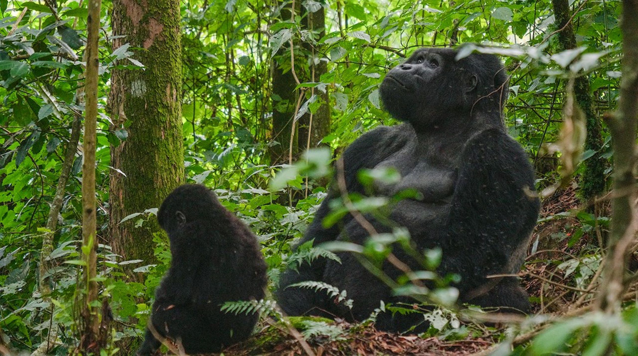 Bjerggorillaerne er kritisk truede.&nbsp;Alle steder er arter, levesteder og økosystemer enten gået tilbage, i fare for at forsvinde eller allerede forsvundet, mener WWF Verdensnaturfonden.