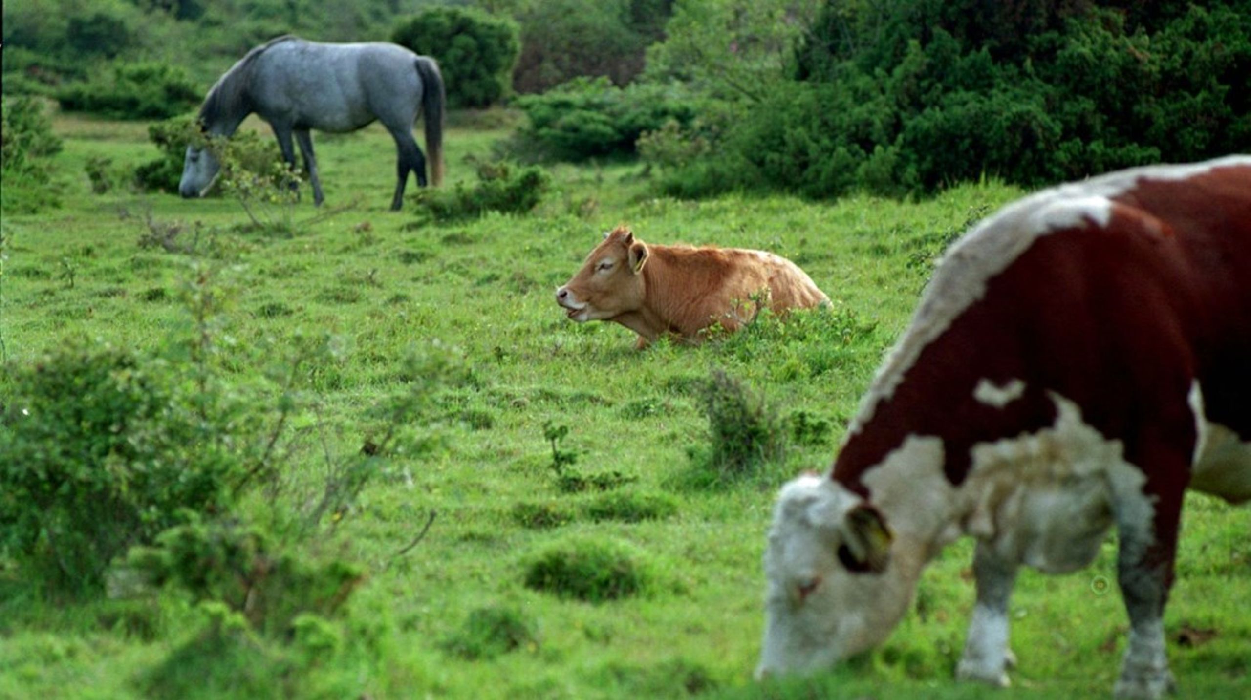 Heste og kvæg har en anderledes fordøjelse og et andet ernæringsbehov end for eksempel hjortedyr, der ikke på samme måde er afhængig af græs som hovedernæringskilde, skriver&nbsp;Lene Kattrup.