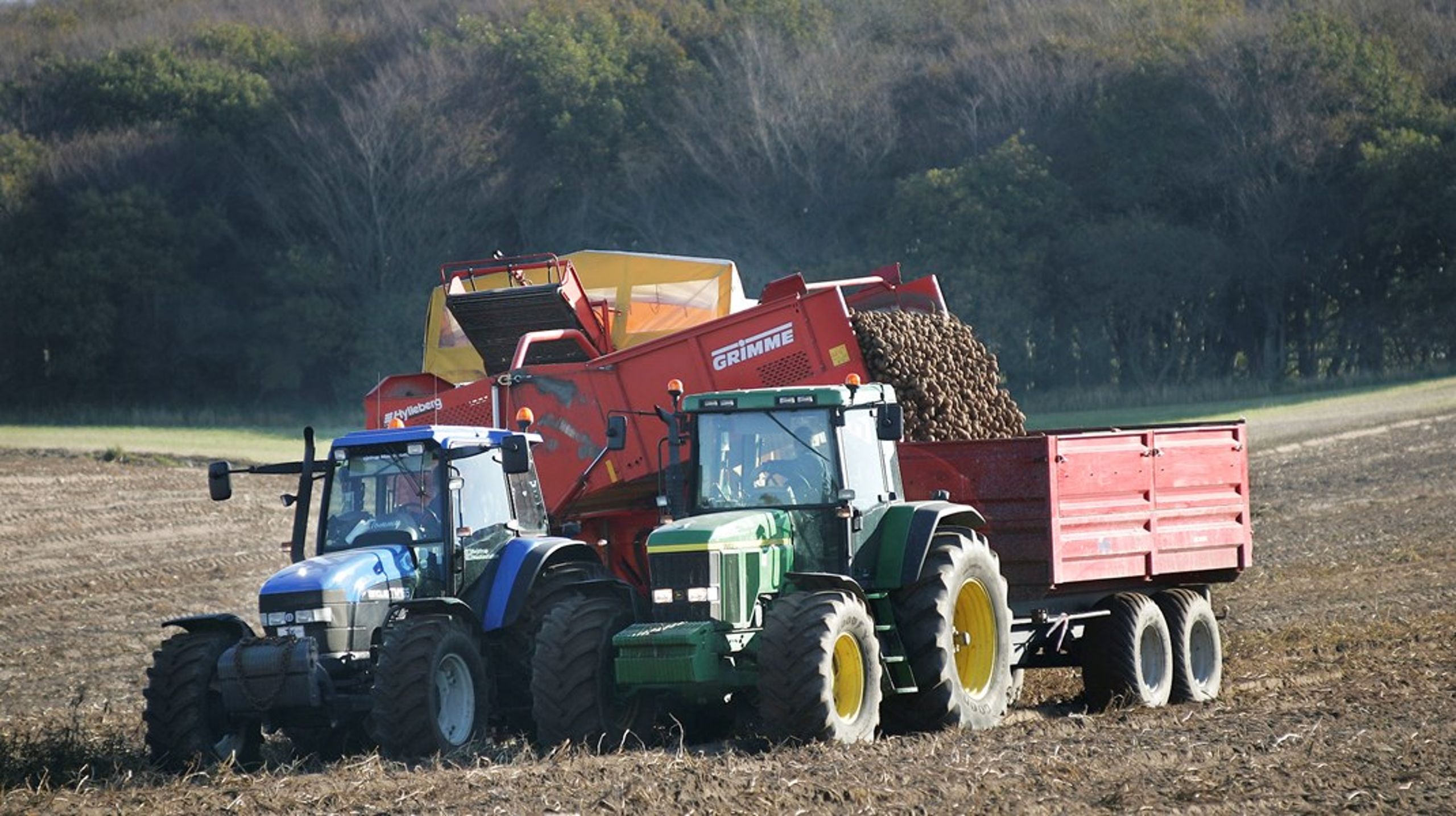 Produktionen af kartofler er blandt de typer af landbrug, der vil blive allerhårdest ramt af regeringens forslag til at implementere EU's kommende landbrugspolitik. ARKIVFOTO.