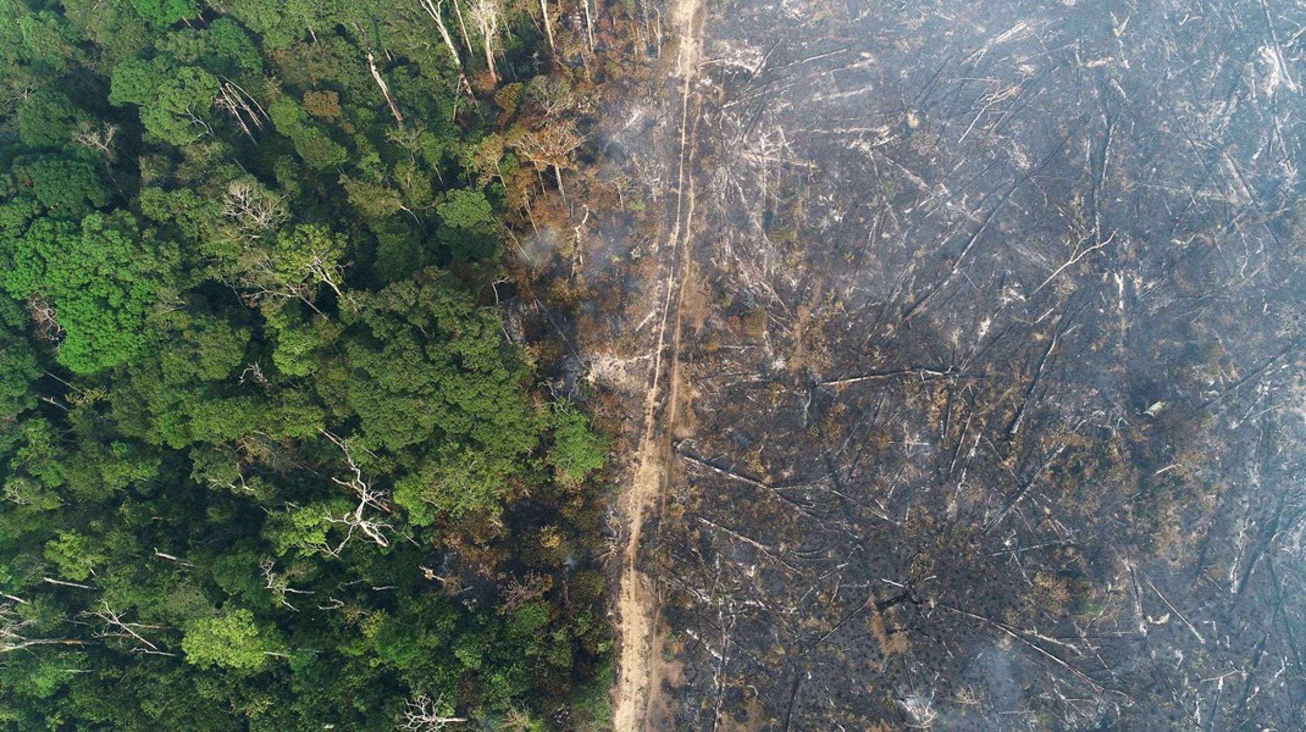 Skovrydningen fortsætter, og derfor appellerer WWF Verdensnaturfonden til at sætte en handlingsplan i søen, der omfatter alle relevante produktgrupper såsom soja, kaffe, kakao, palmeolie, tømmer og gummi.<br>