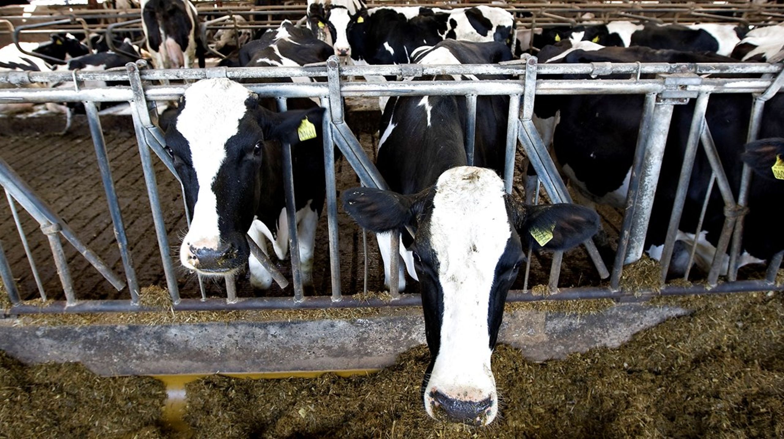 Kvæg står for cirka to tredjedele af drivhusgasemmissioner fra husdyrbruget i EU, skriver Den Europæiske Revisionsret.&nbsp;