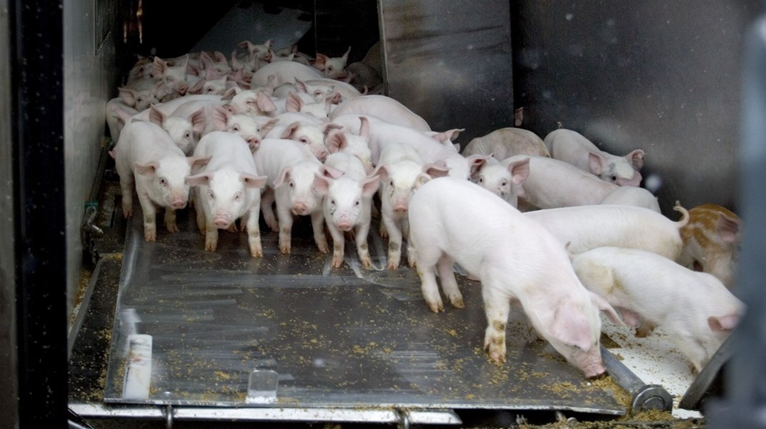 Med en overimplementering af EU-regler følger også sværere vilkår for de danske eksportører af svin, mener brancheorganisation.