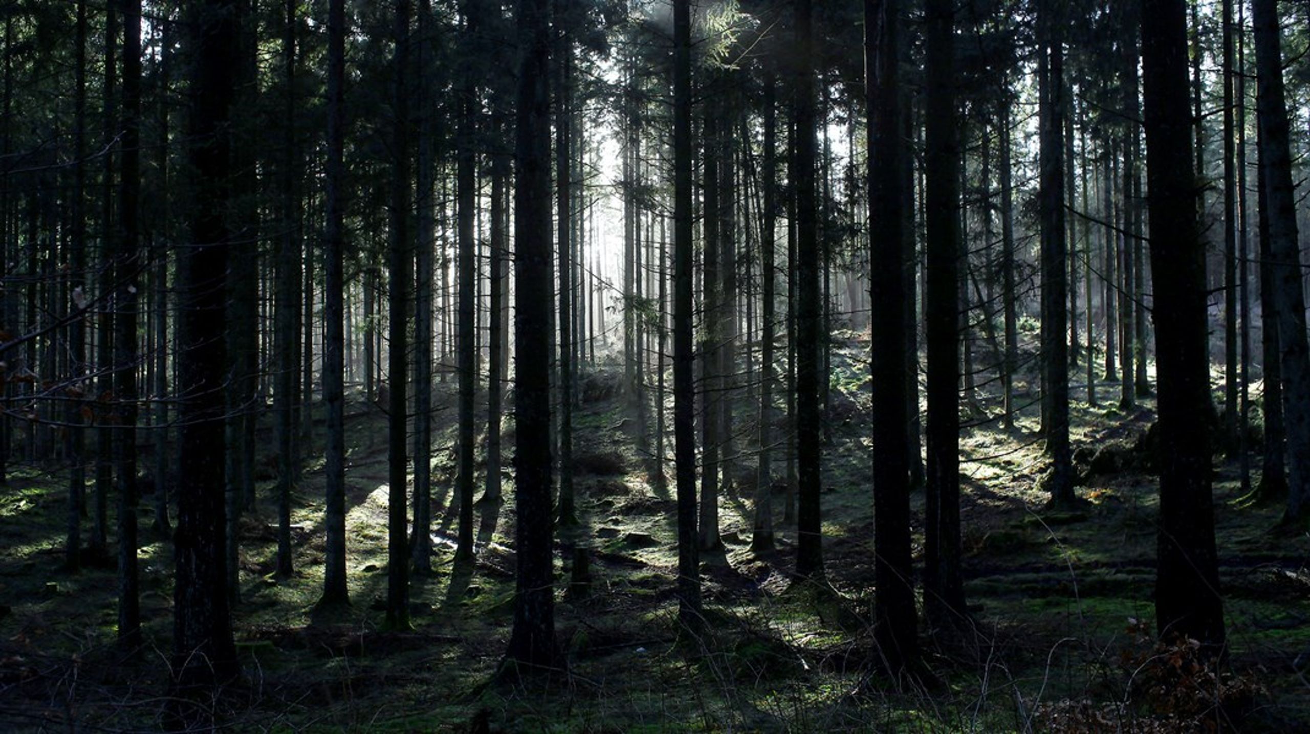 Danske skove lagrer fire millioner tons CO2 årligt, men bliver ofte overset, når der uddeles støtte, skriver&nbsp;Steen Vincens Riber.<br>