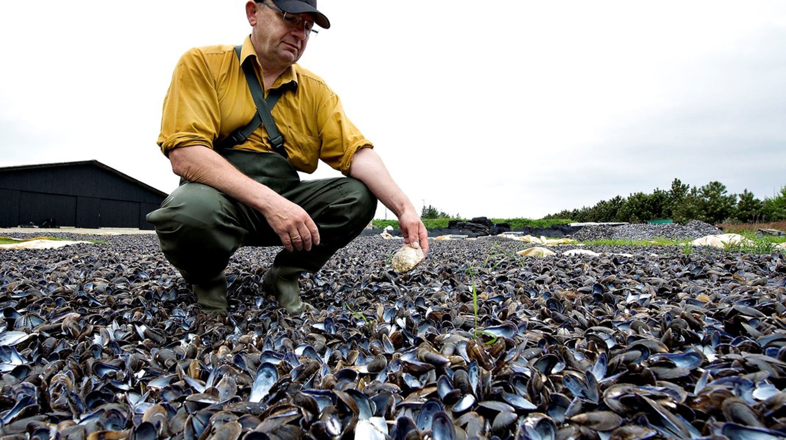 Opdræt af muslinger forurener ikke, da opdrættet foregår uden tilførsel af foder eller hjælpestoffer, skriver Jens Kjerulf Petersen.