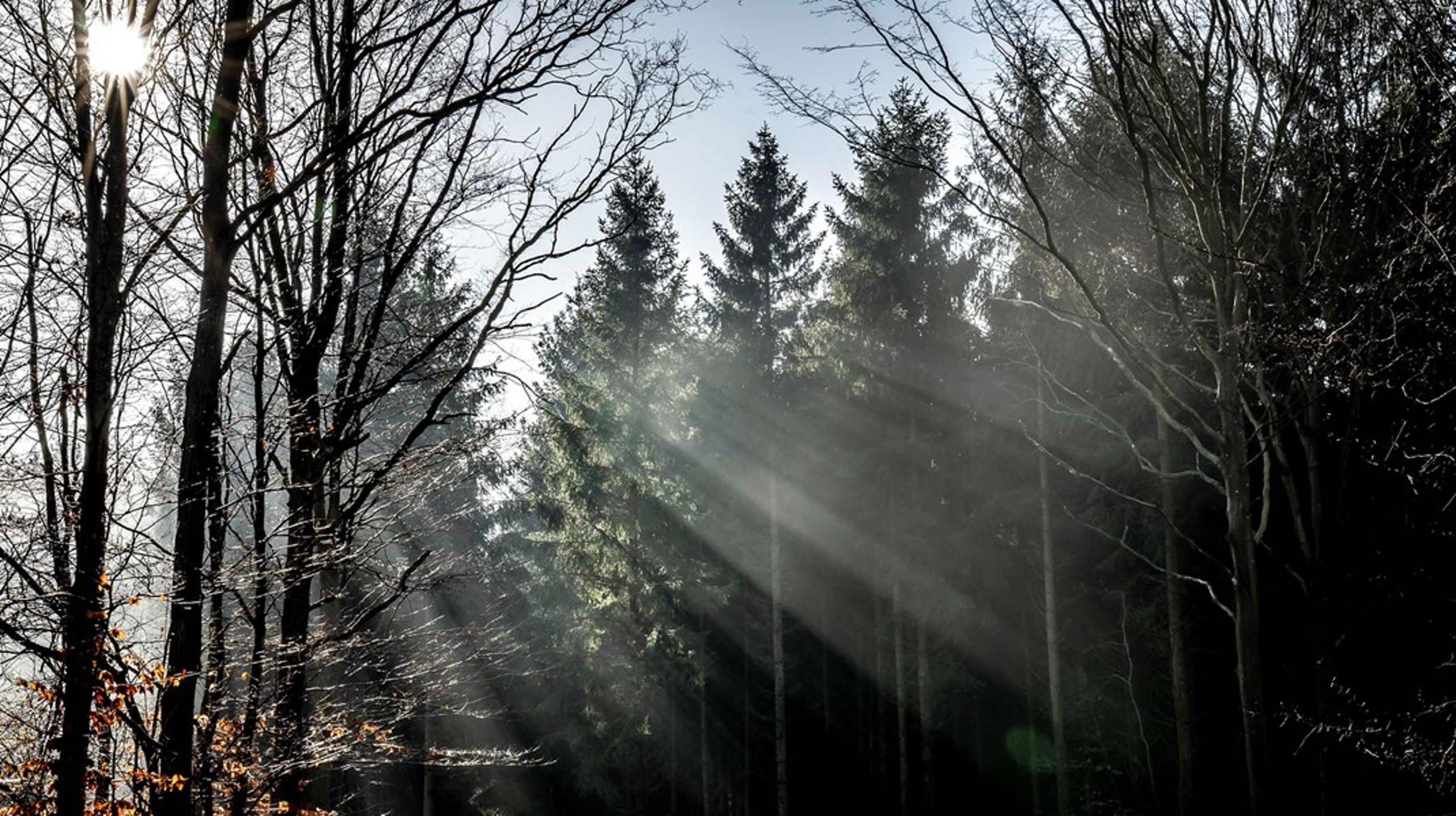 <span>Vi skal beskytte naturen samtidig med, at vi sikrer dansk træproduktion. Derfor skal der rejses certificeret skov fremfor urørt skov, skriver Søren Hinge-Christensen.<br></span>