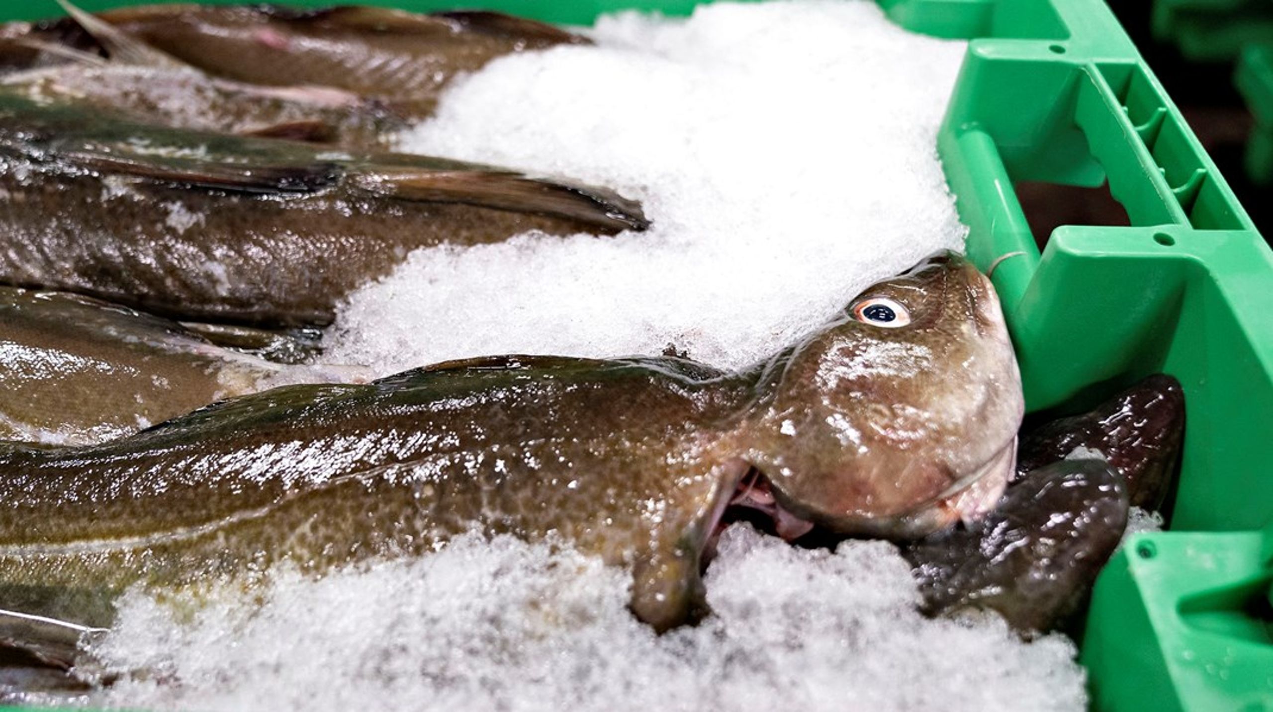 Især torskefiskeriet i den vestlige del af Østersøen rammes hårdt med den nye aftale.