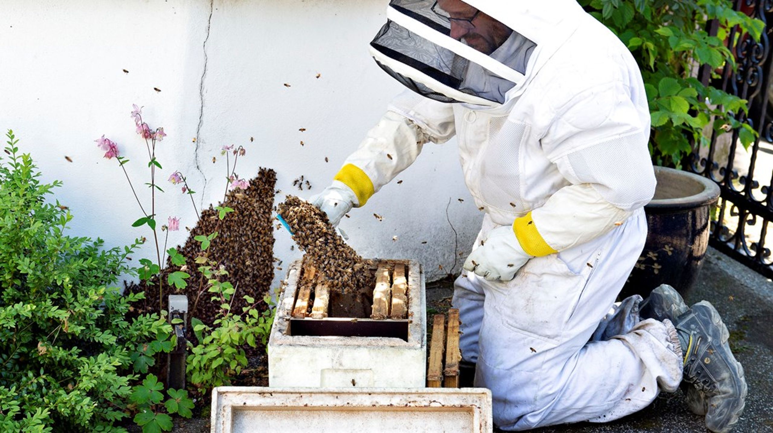 Antallet af bistader er
interessant, fordi vilde bier og andre bestøvere er truede, Nina
Launbøl Hansen.<br>