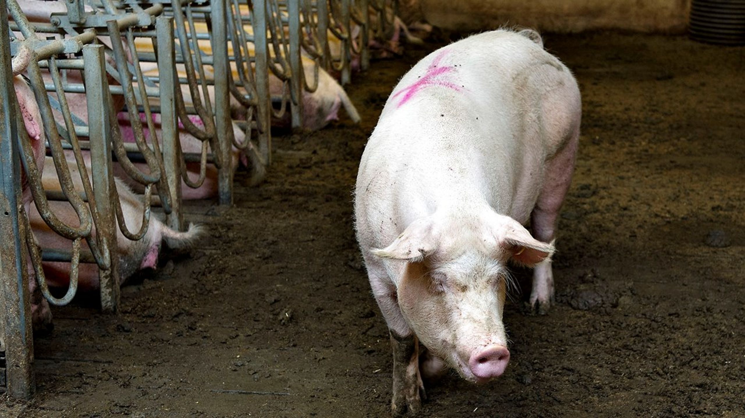 Svinekødsindustrien står for cirka 75 procent af det samlede veterinære forbrug af antibiotika, skriver Hans Jørn Kolmos og Kjeld Hansen.<br>