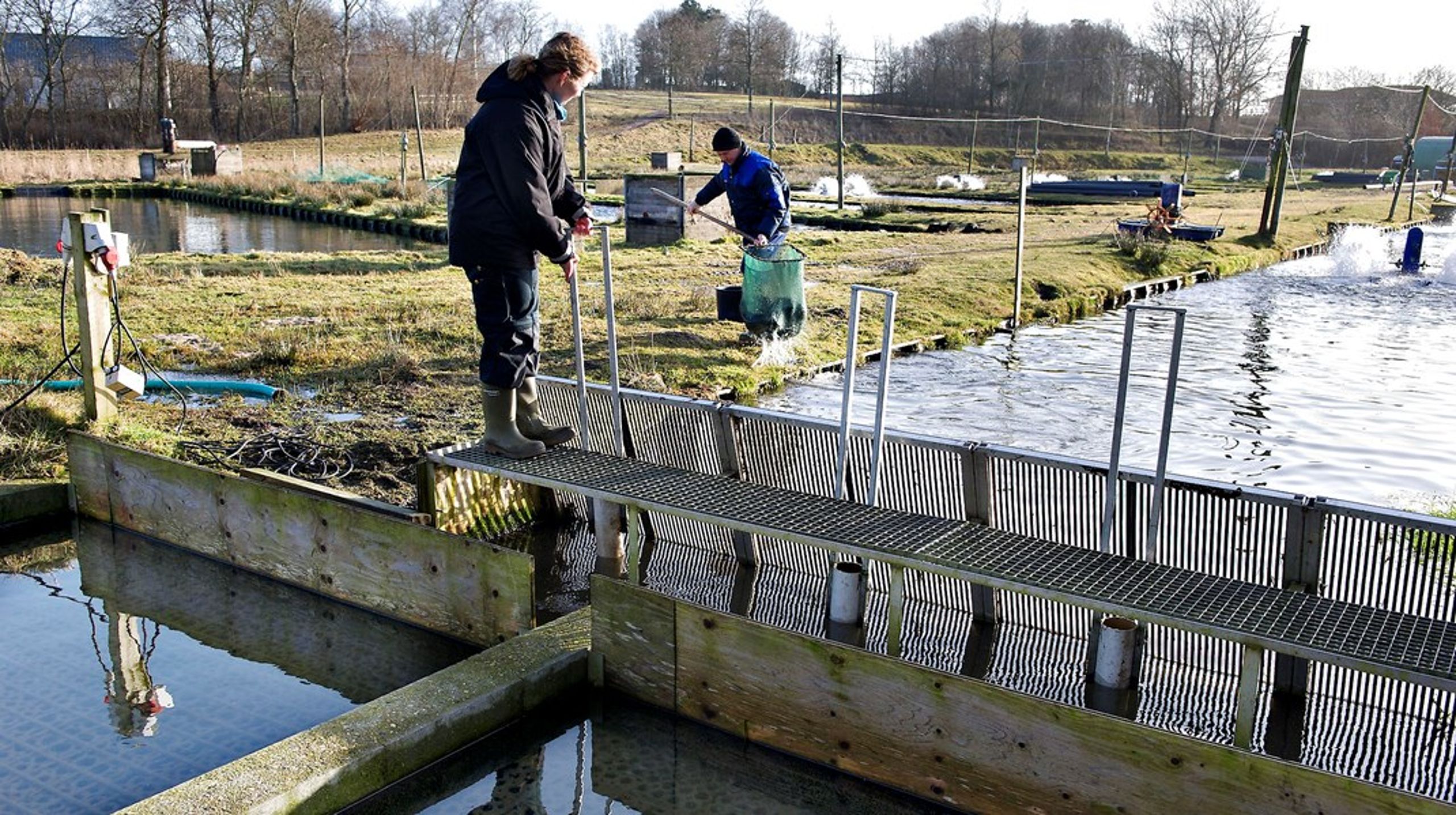 Regeringen ønsker mere landbaseret fiskeopdræt i Danmark, skriver Lisbeth Plesner.<br><br>