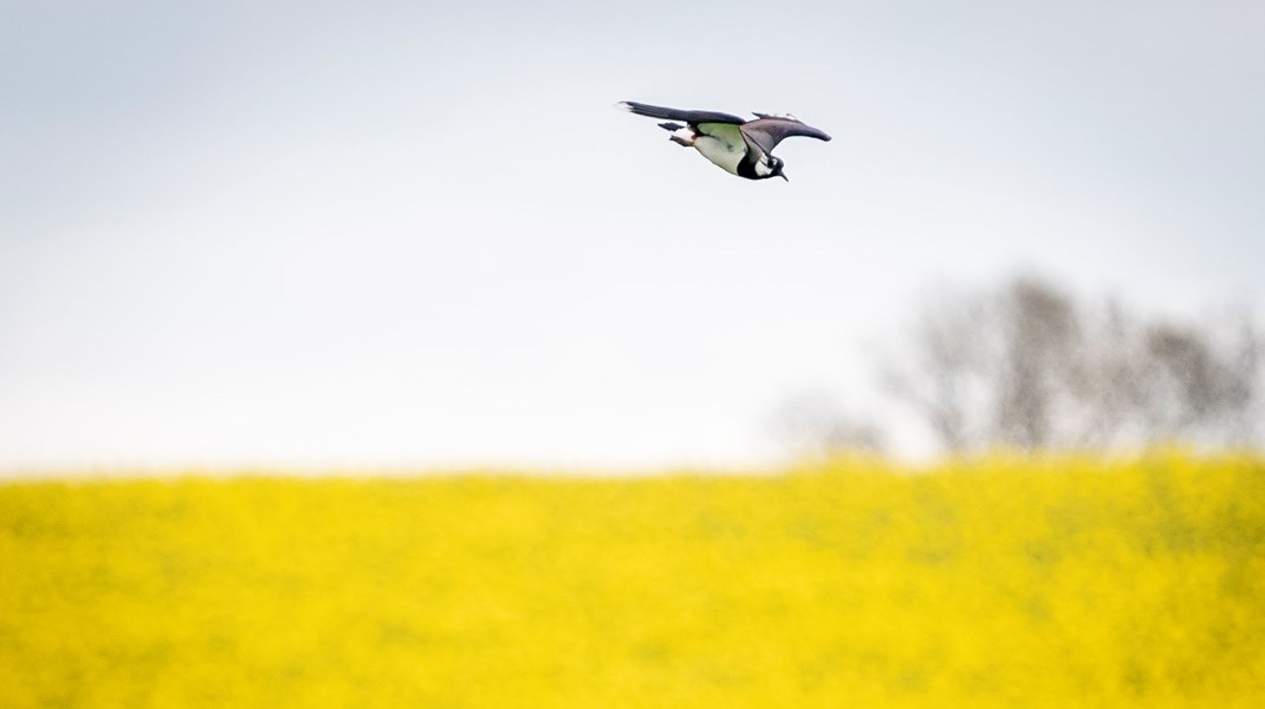 I Dansk Ornitologisk Forening håber formand Egon Østergaard, at blandt andet viben kan få bedre vilkår i landbrugslandet.&nbsp;