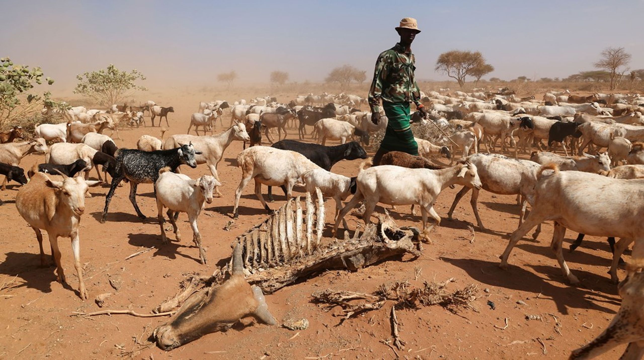 En ko er død under en&nbsp;igangværende tørke i Kenya.&nbsp;Oktober, 2021.
