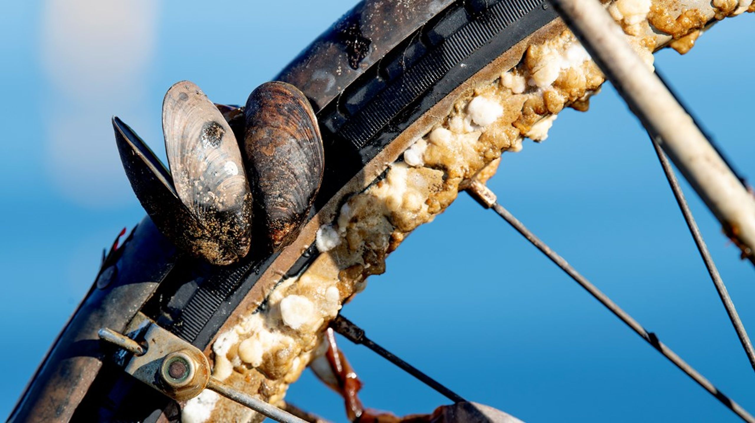 Blåmuslingefiskere har tjent godt på at have monopol over hjertemuslingefiskeriet.&nbsp;Men nu bør favorisering af blåmuslingefiskerne stoppe, skriver Reinhardt Schmidt.